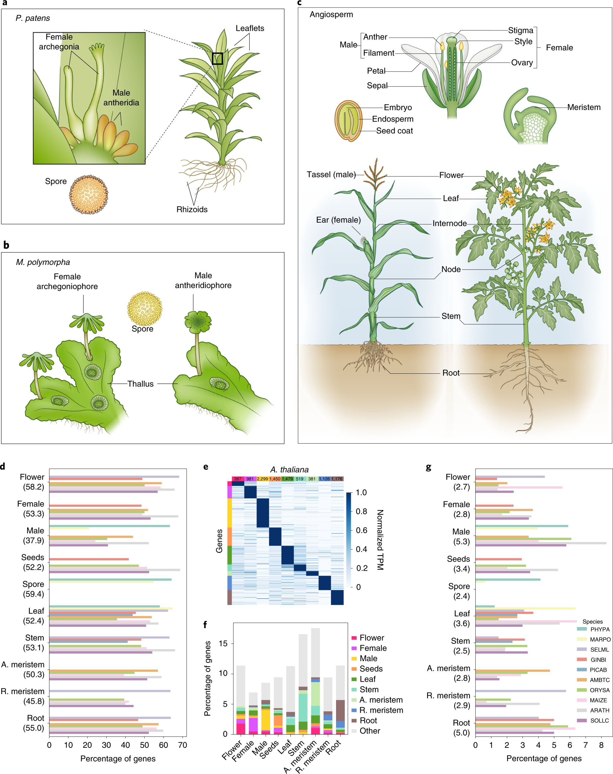 Leaf Development - Plant Ontology Wiki