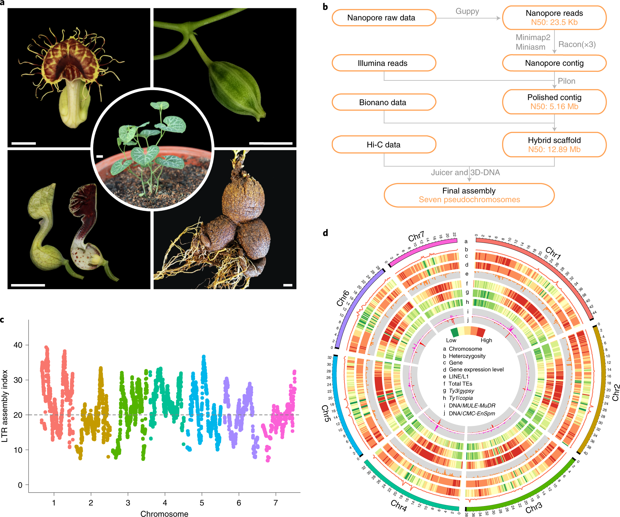 Insights into angiosperm evolution, floral development and chemical  biosynthesis from the Aristolochia fimbriata genome | Nature Plants