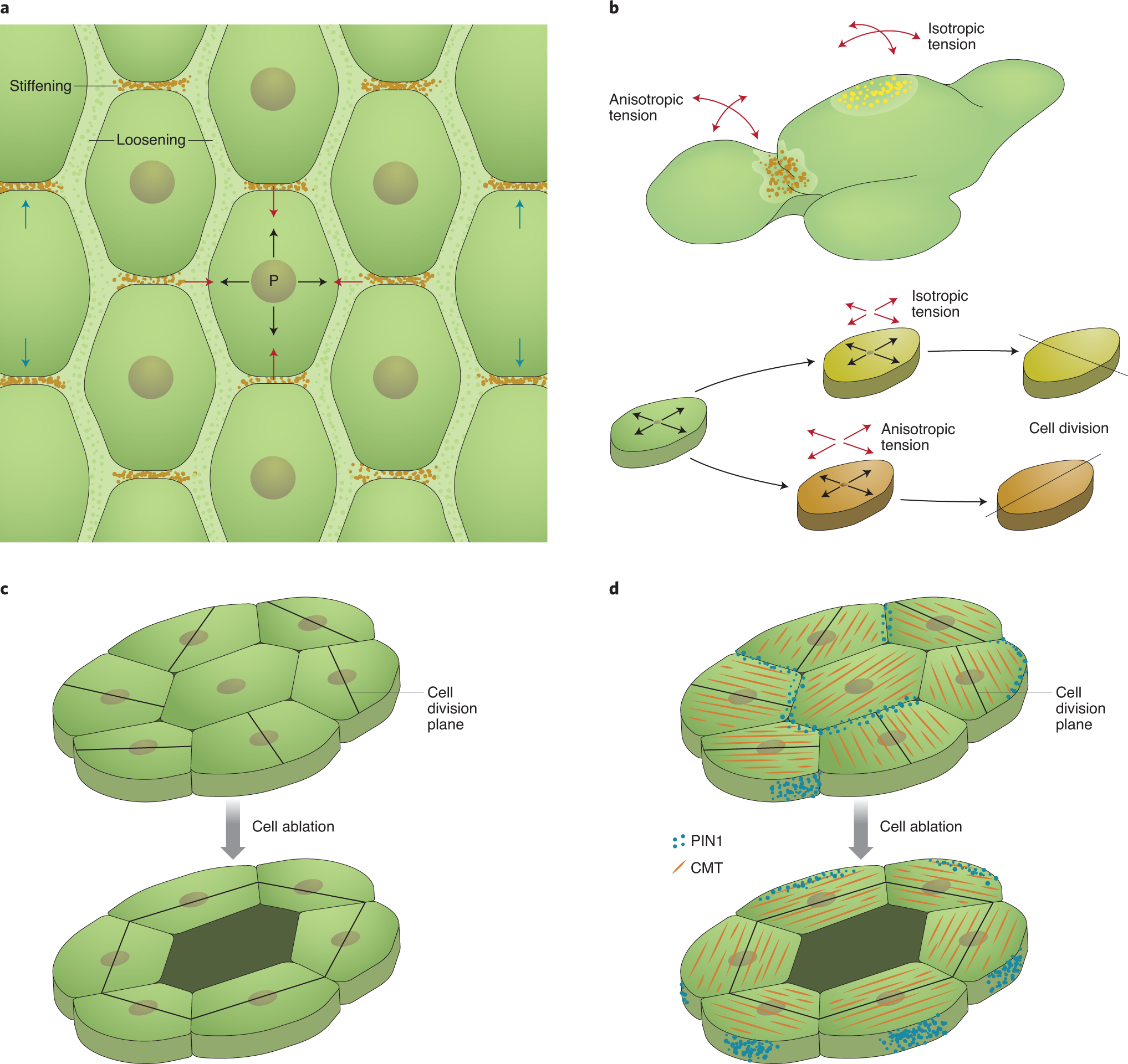 Plant cell polarity as the nexus of tissue mechanics and morphogenesis |  Nature Plants