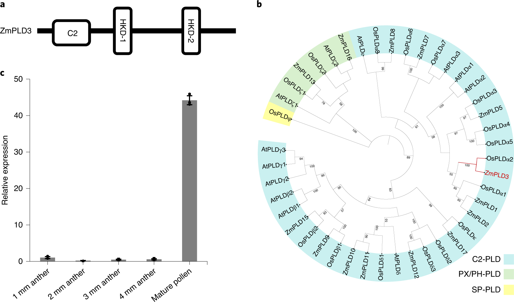 Fig. 1: Expression characteristics of ZmPLD3.