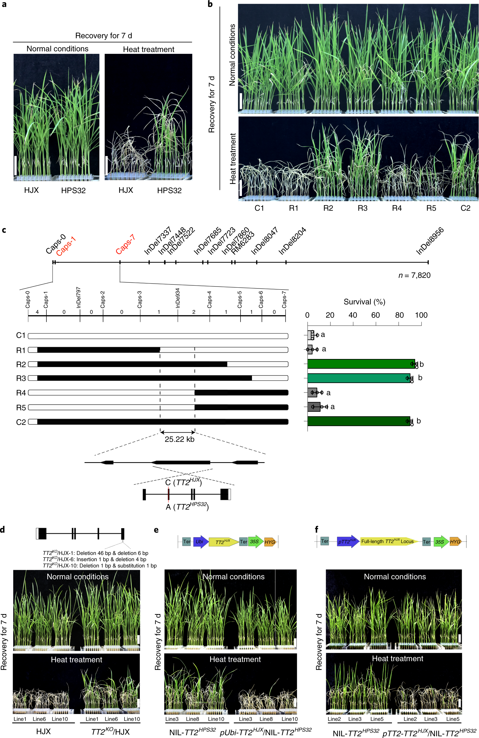 TT2 controls rice thermotolerance through SCT1-dependent alteration of wax  biosynthesis | Nature Plants