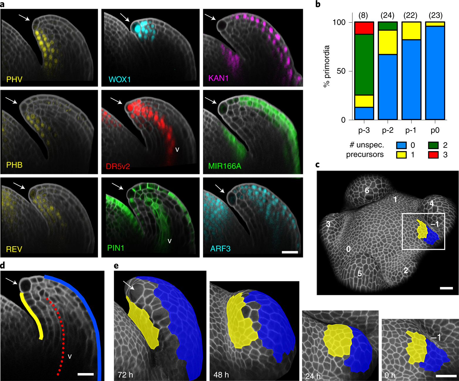Specification Of Leaf Dorsiventrality Via A Prepatterned Binary Readout Of A Uniform Auxin Input Nature Plants Specification Of Leaf Dorsiventrality Via A Prepatterned Binary Readout Of A Uniform Auxin Input Nature Plants