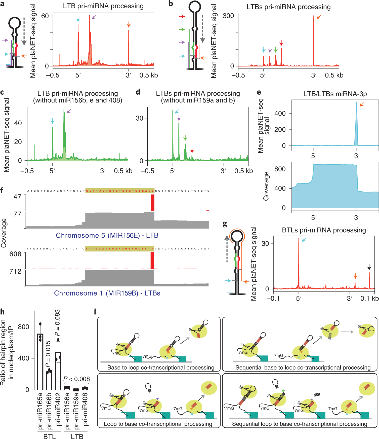 Fig. 3: Co-transcriptional processing of BTL pri-miRNAs involves a second nucleoplasmic processing step.