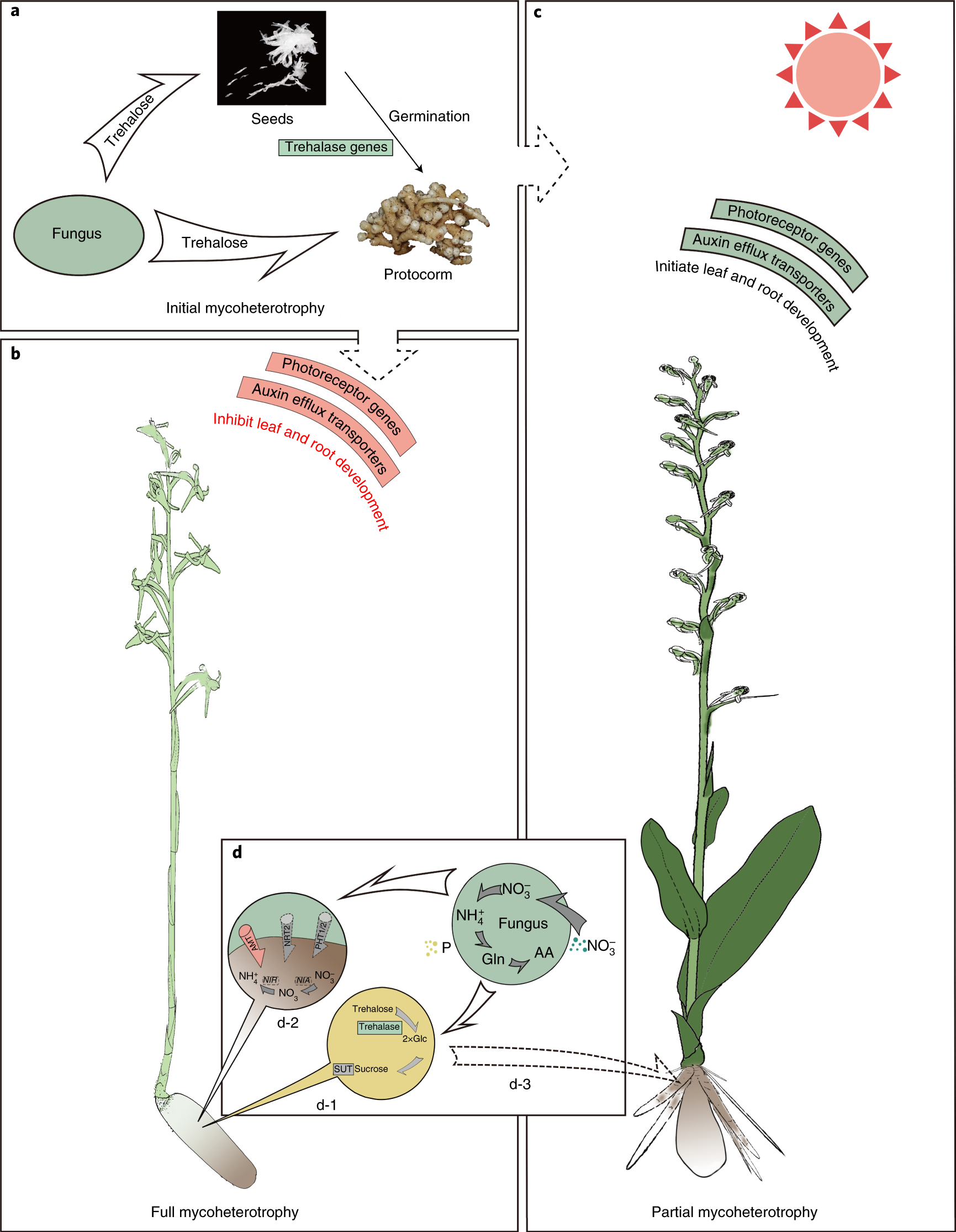 Fig. 6: The potential molecular mechanisms of mycoheterotrophy in orchids.