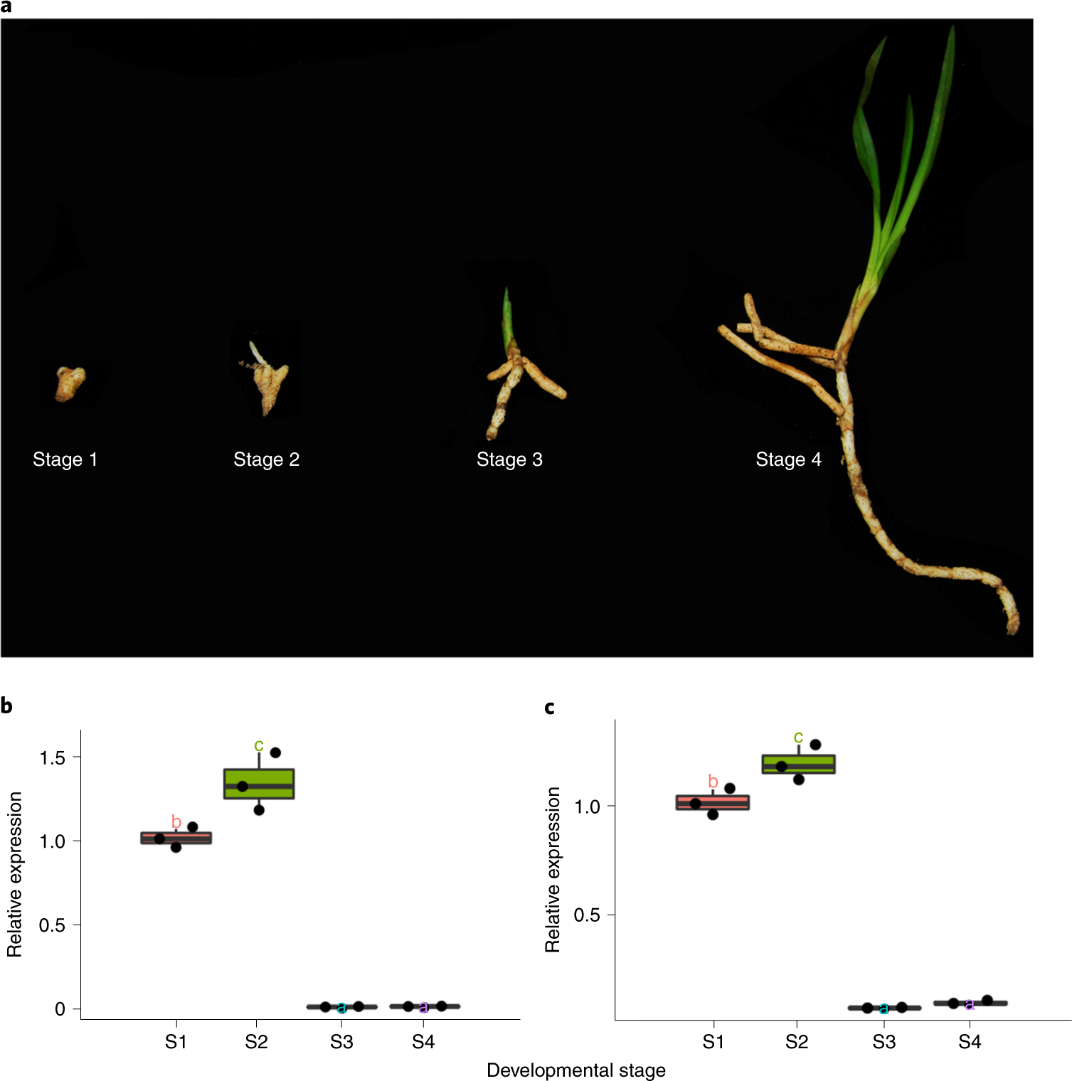Fig. 7: Expression patterns of trehalase in different stages of C. goeringii.