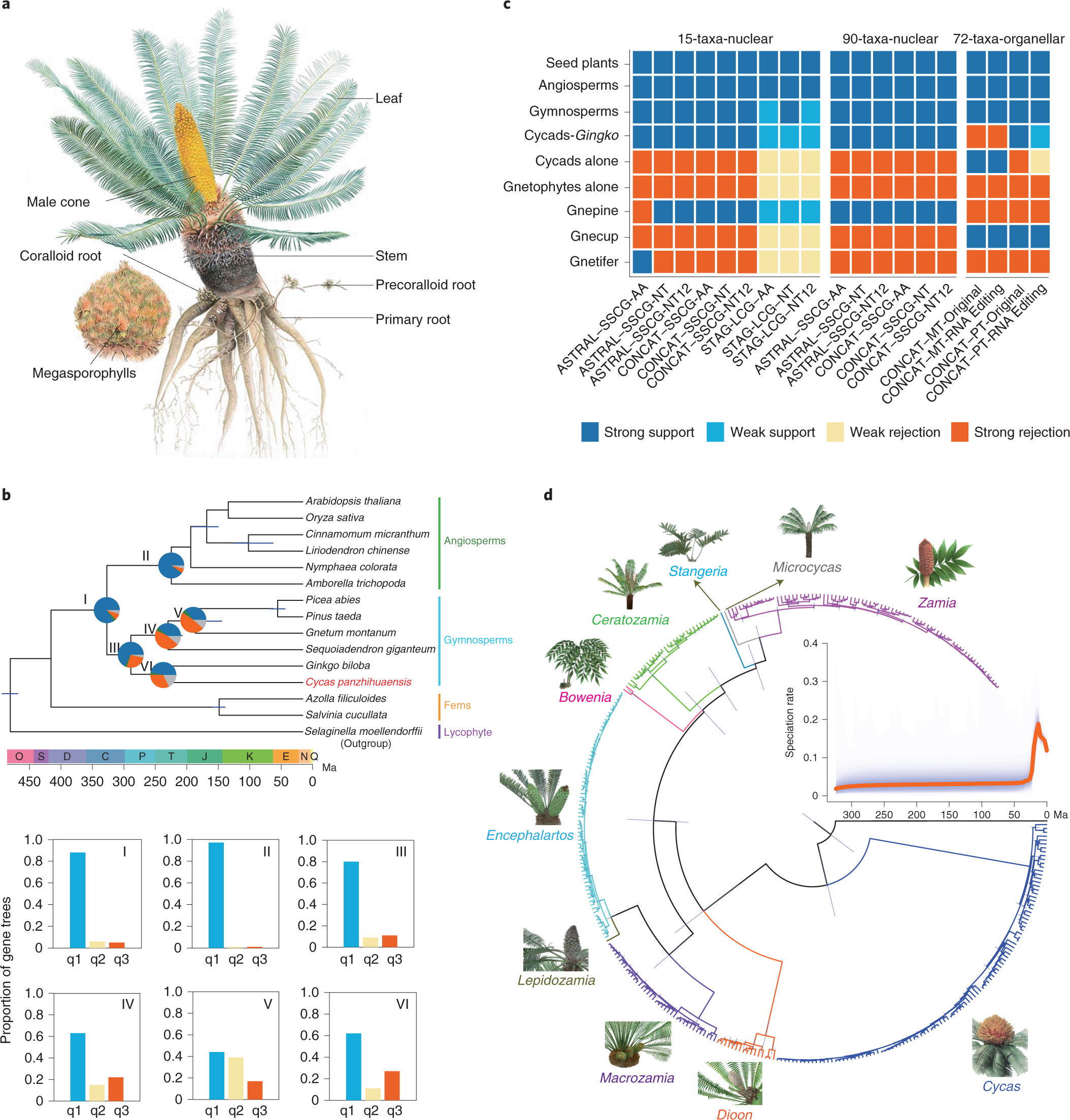 The Cycas genome and the early evolution of seed plants Nature Plants