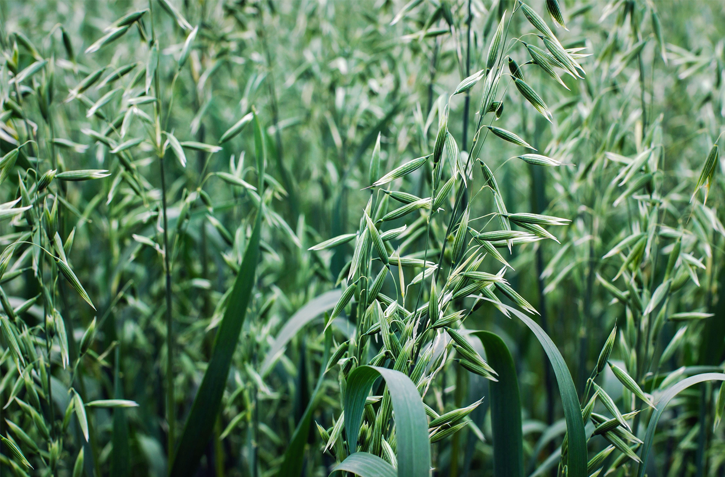 Oat genome — sequence of a superfood | Nature Plants