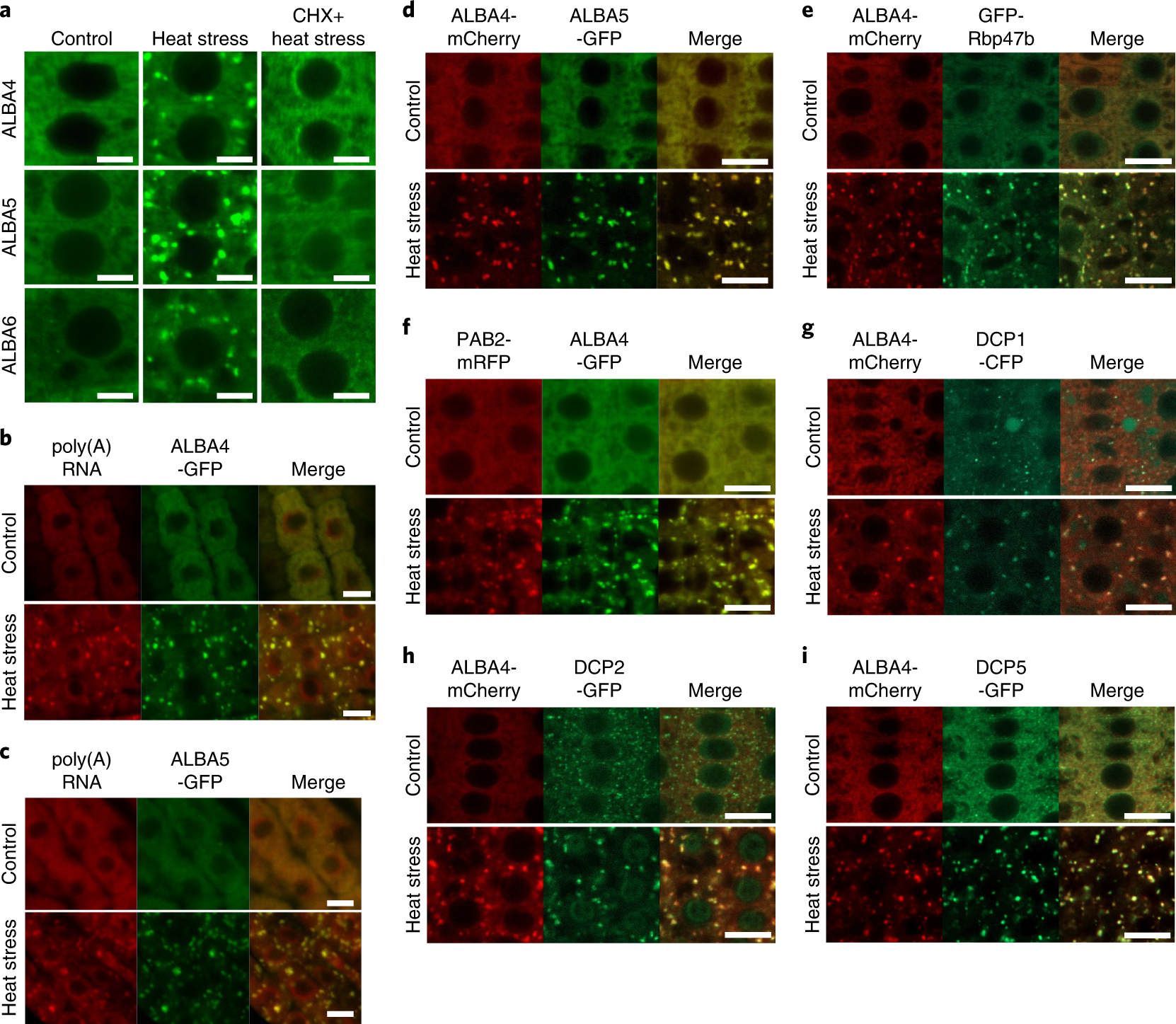 ALBA proteins confer thermotolerance through stabilizing HSF messenger RNAs  in cytoplasmic granules | Nature Plants