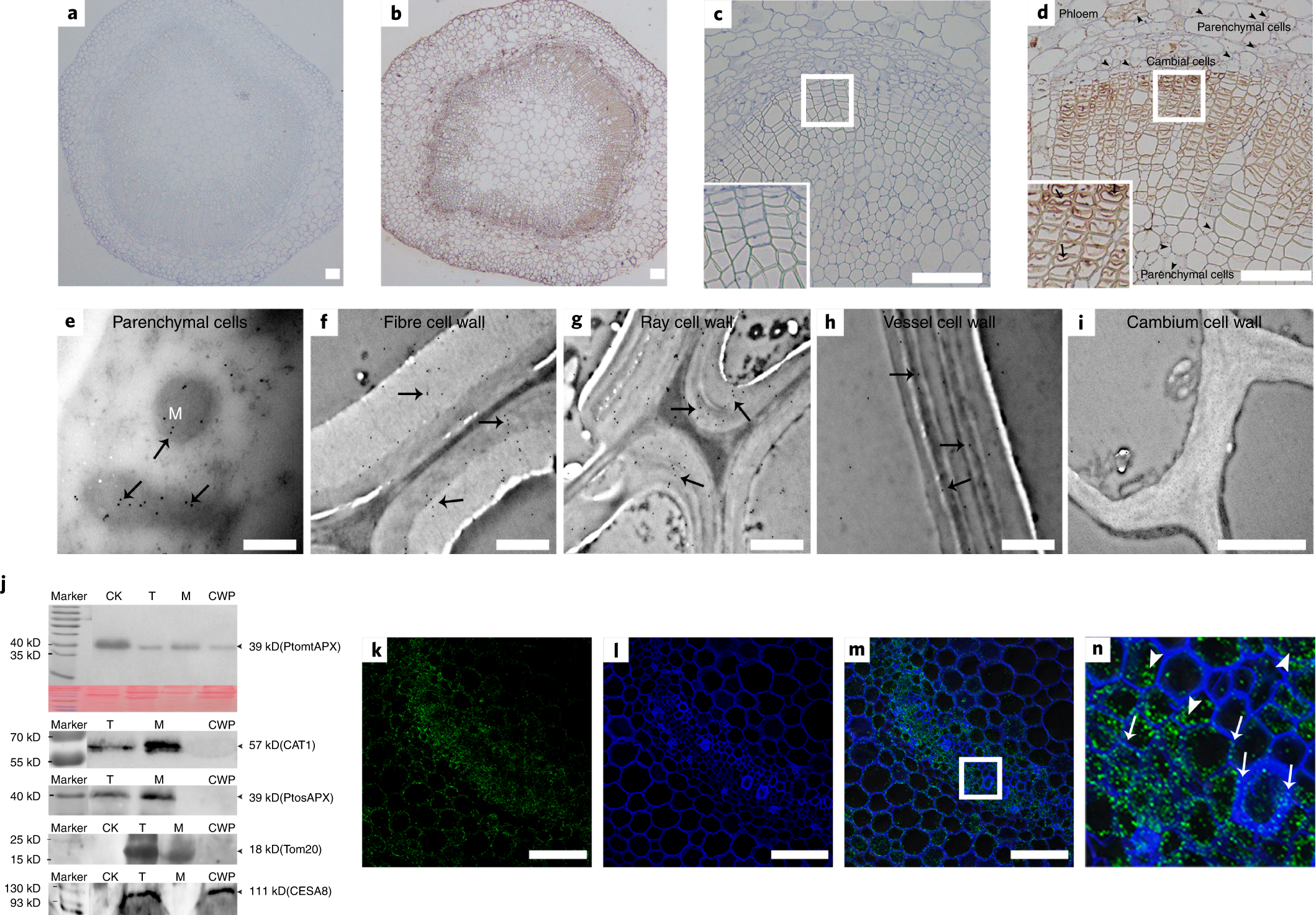 PtomtAPX is an autonomous lignification peroxidase during the earliest  stage of secondary wall formation in Populus tomentosa Carr | Nature Plants