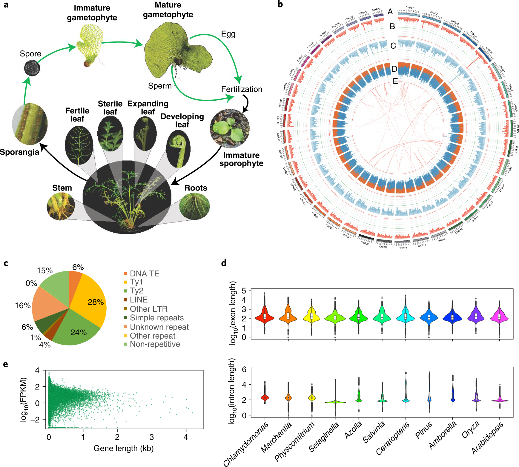 Fig. 1: Ceratopteris richardii life cycle and genome assembly characteristics.