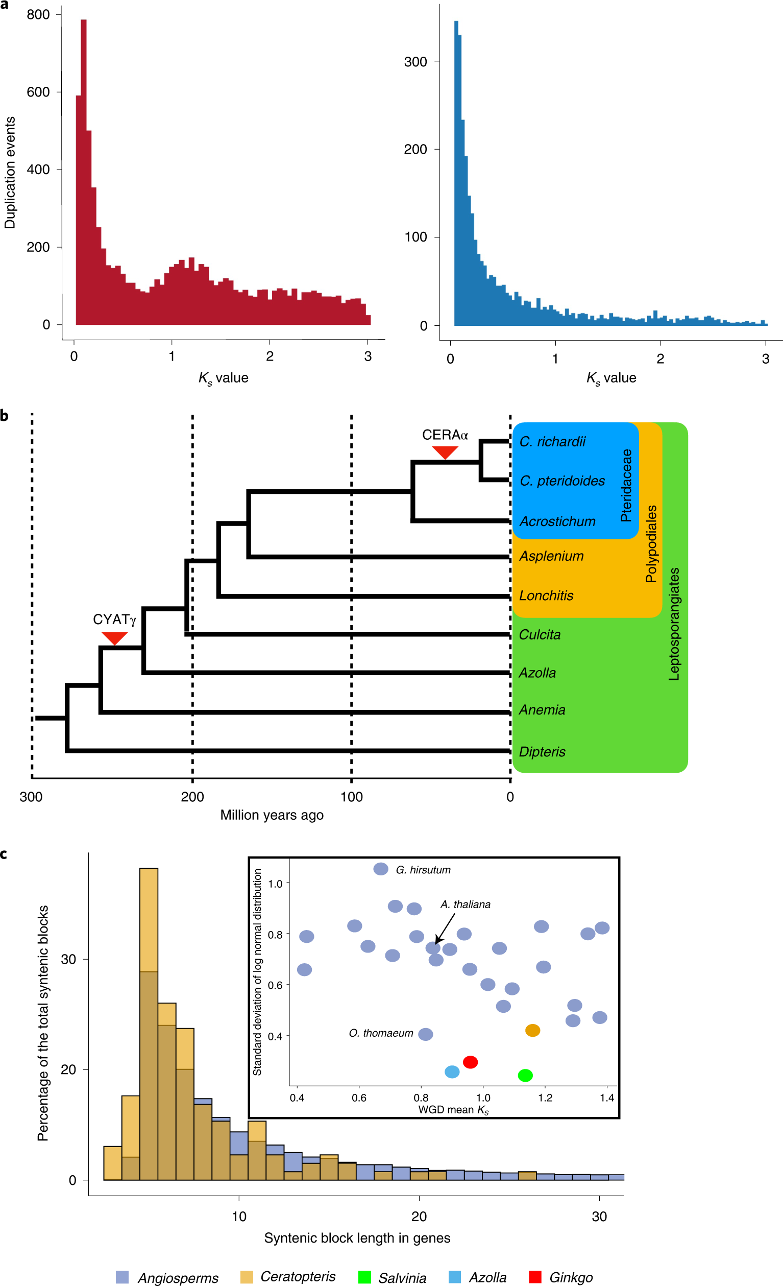 Fig. 2: Evidence of polyploidy in the evolutionary history of Ceratopteris.