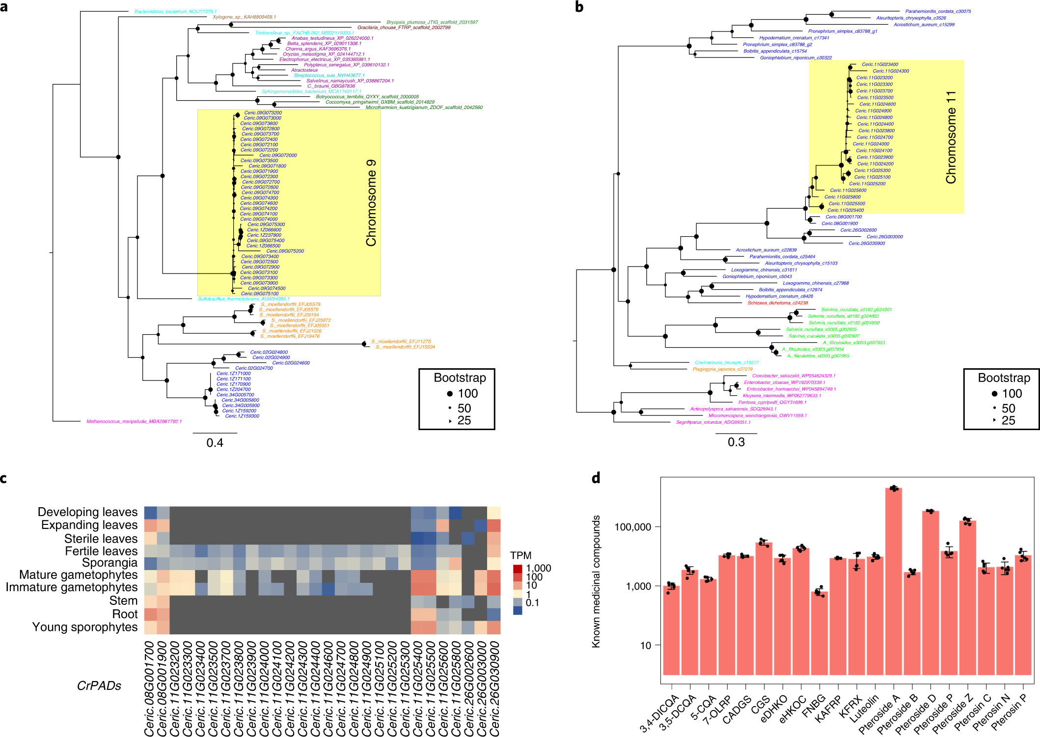 Fig. 5: HGTs and medicinal compounds in Ceratopteris.