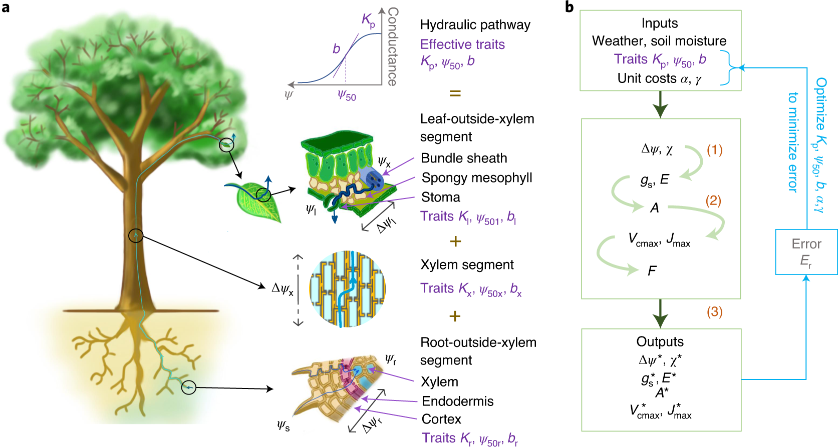 why is water vital to maintaining a constant internal environment