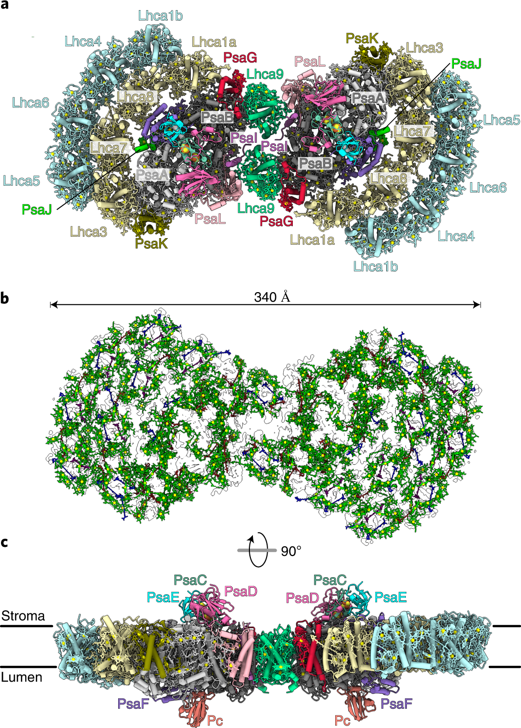 Algal photosystem I dimer and high-resolution model of PSI-plastocyanin  complex | Nature Plants