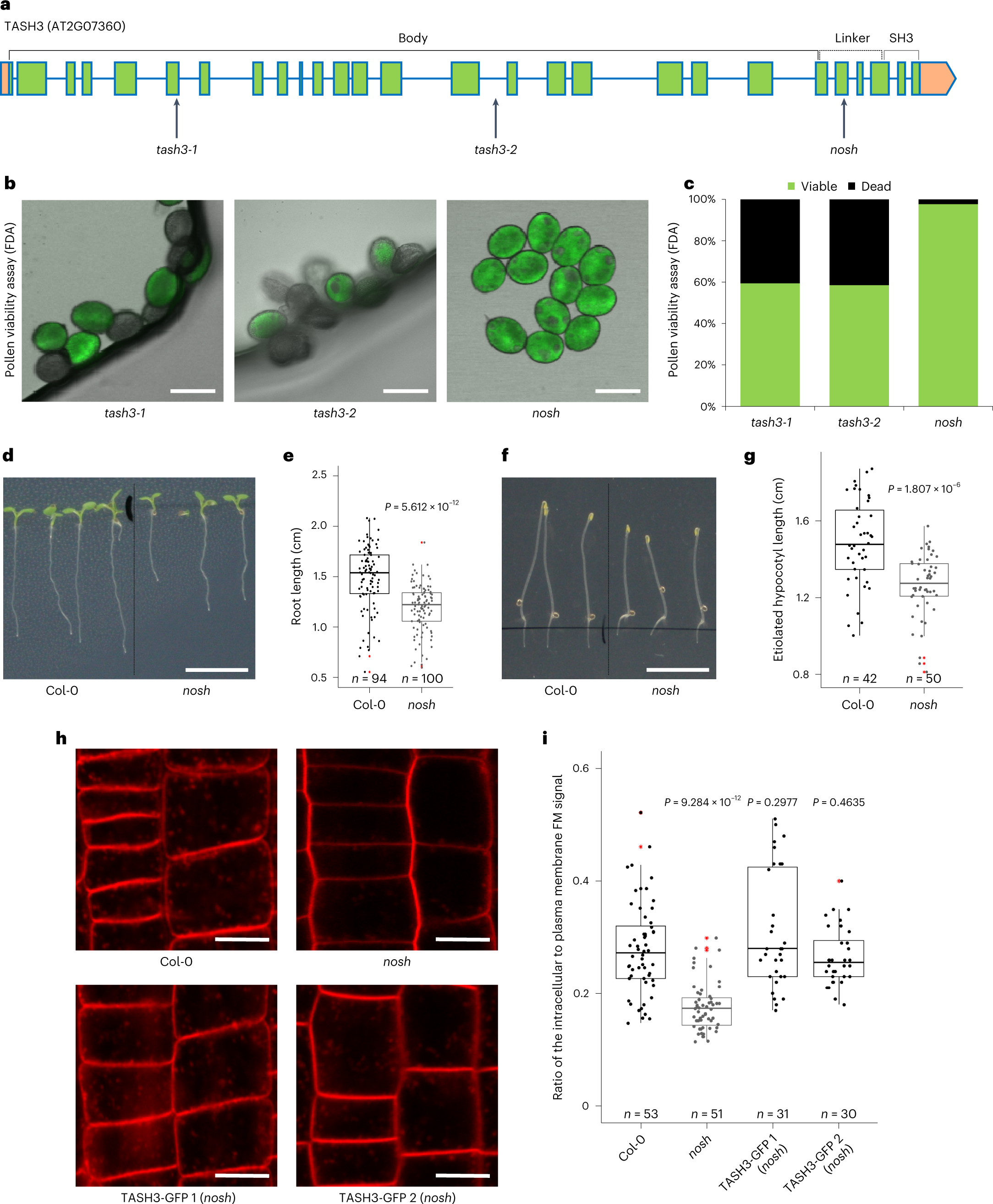 The endocytic TPLATE complex internalizes ubiquitinated plasma membrane  cargo | Nature Plants