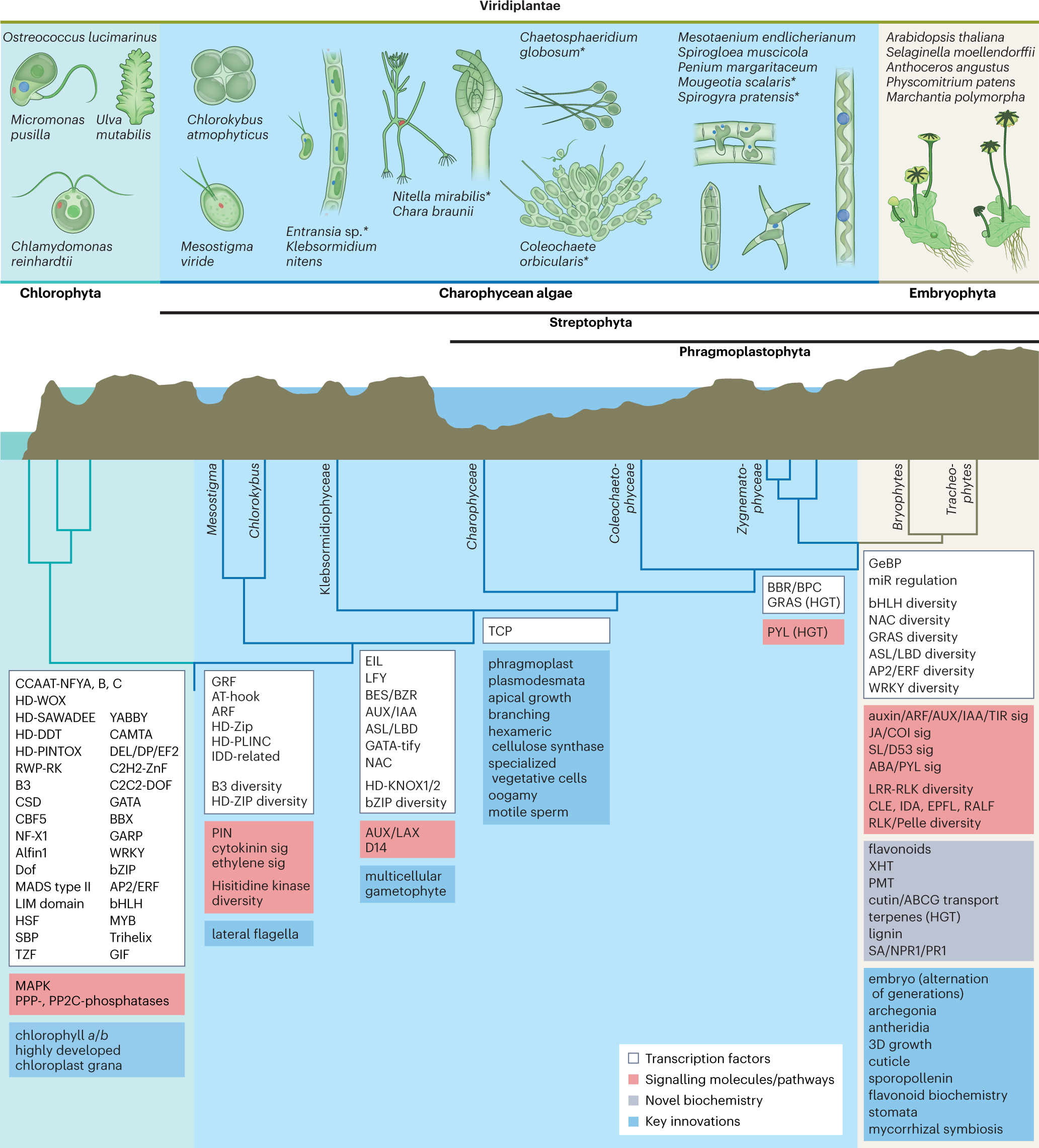 Origin Of Species Ch 65 The origin of a land flora | Nature Plants