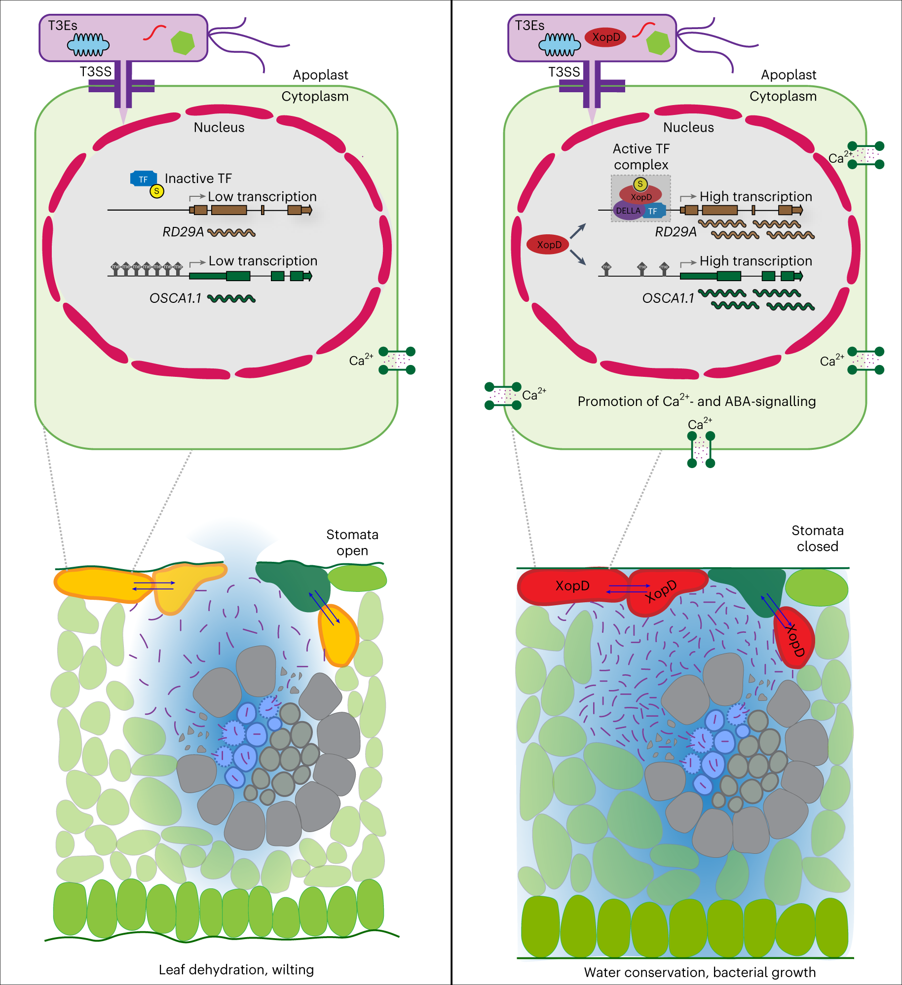 Fig. 5: Schematic summary illustrating XopD in planta functions.