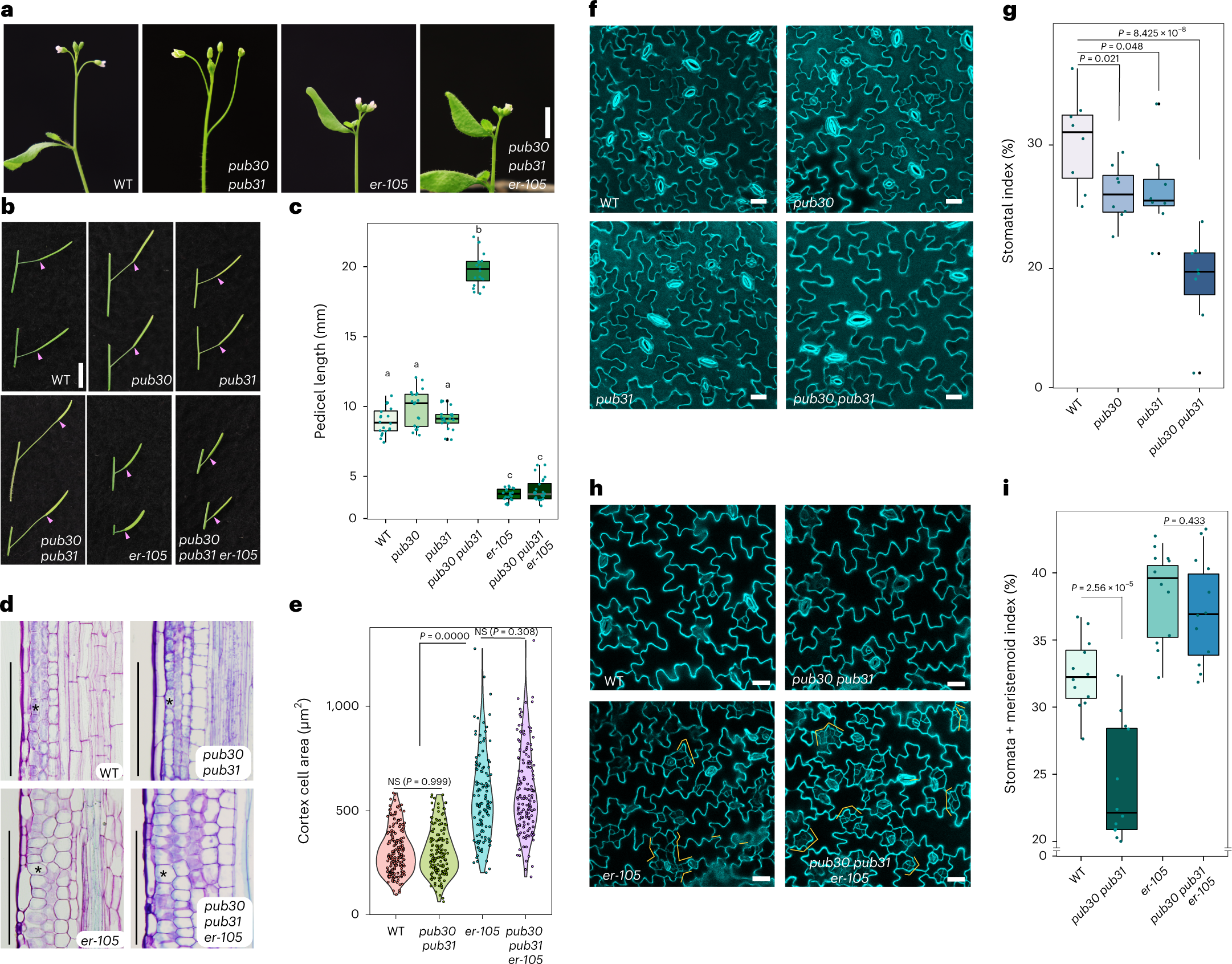 Direct attenuation of Arabidopsis ERECTA signalling by a pair of U-box E3  ligases | Nature Plants