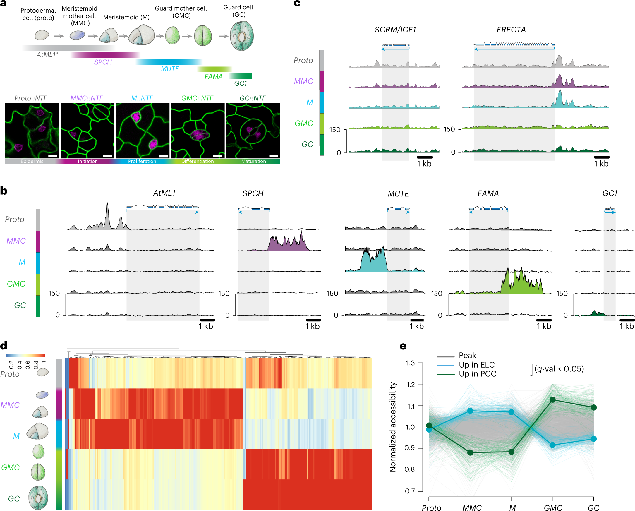 Dynamic chromatin accessibility deploys heterotypic cis/trans-acting  factors driving stomatal cell-fate commitment | Nature Plants