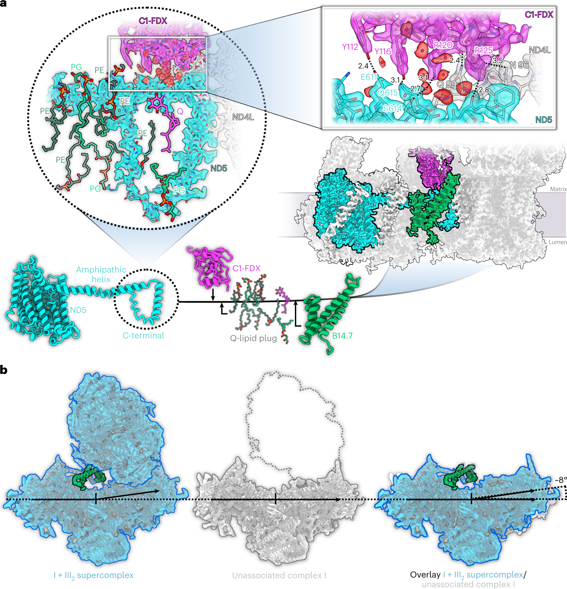 Fig. 3: The role of subunit B14.7 and C1-FDX in I + III2 supercomplex formation.