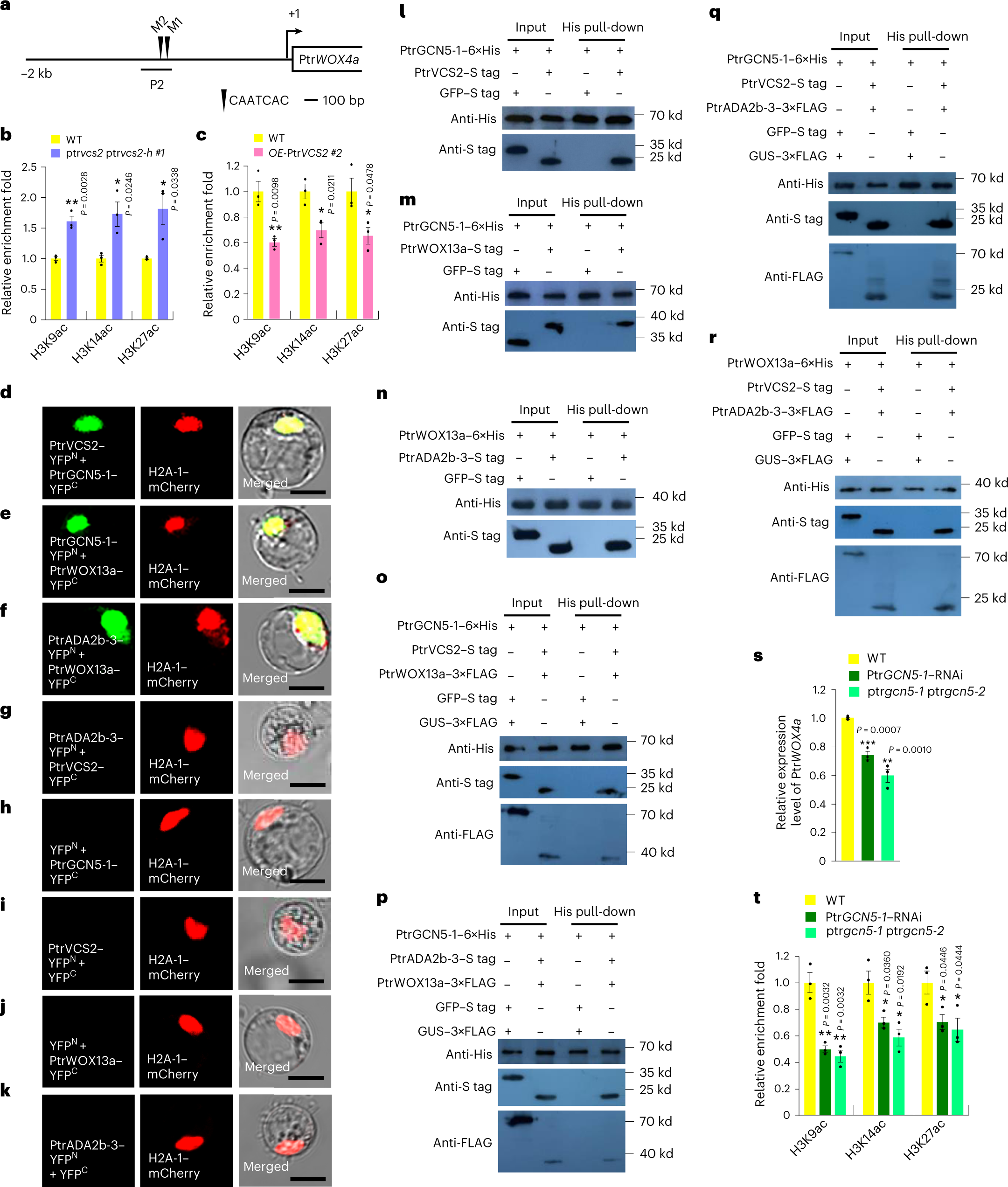 Fig. 6: PtrVCS2 regulates the histone acetylation levels at the PtrWOX4a promoter via the PtrWOX13a–PtrVCS2–PtrGCN5-1–PtrADA2b-3 tetrameric protein complex.