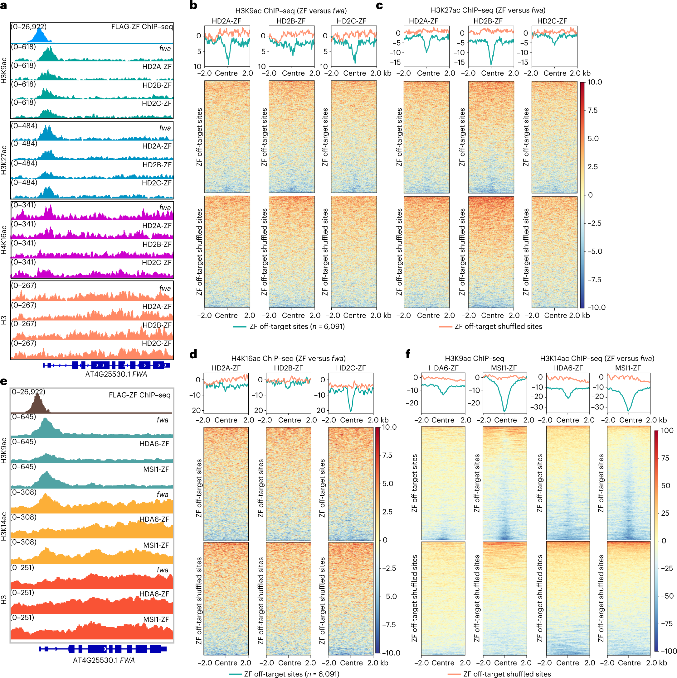Fig. 4: Targeted gene silencing by HDACs and histone deacetylation.
