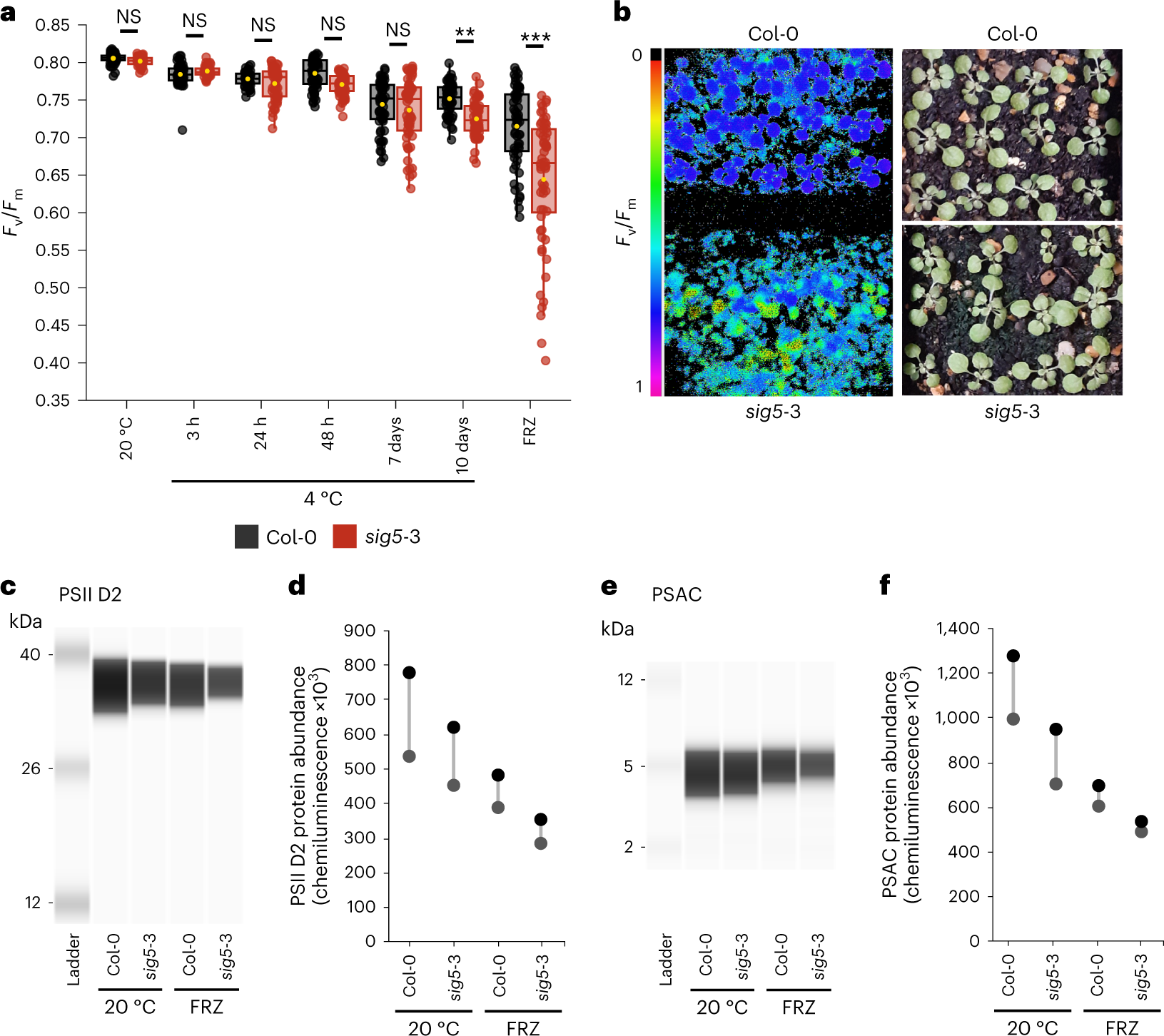 Fig. 4: SIG5 influences photosynthetic efficiency under cold temperature conditions.