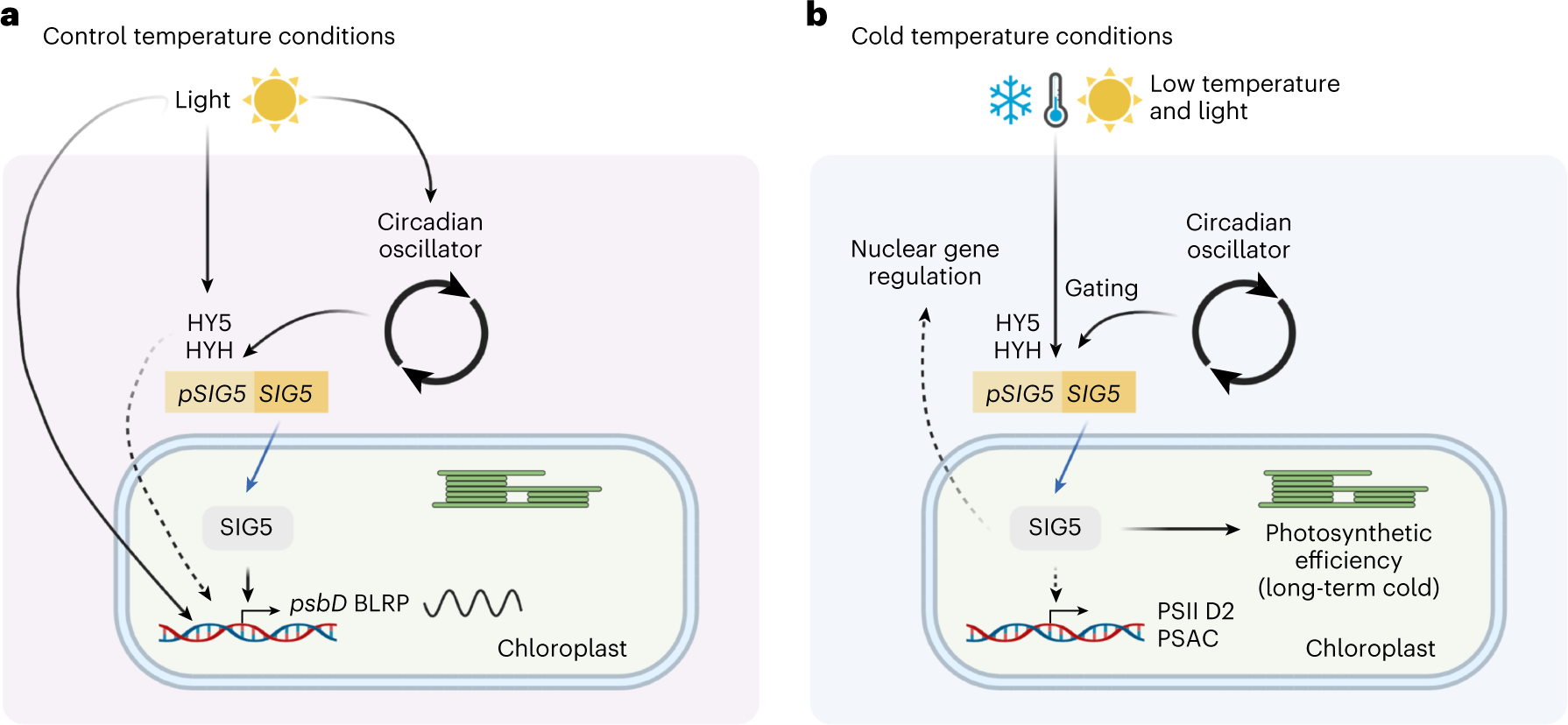 Fig. 5: Involvement of SIG5 in cold-temperature responses.