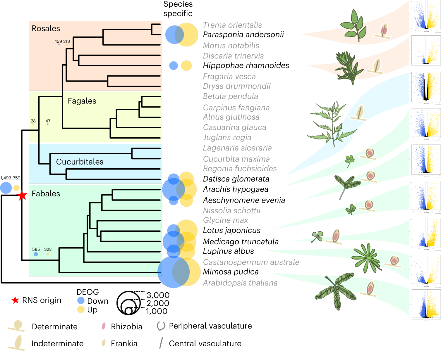 plant phylogenetic tree