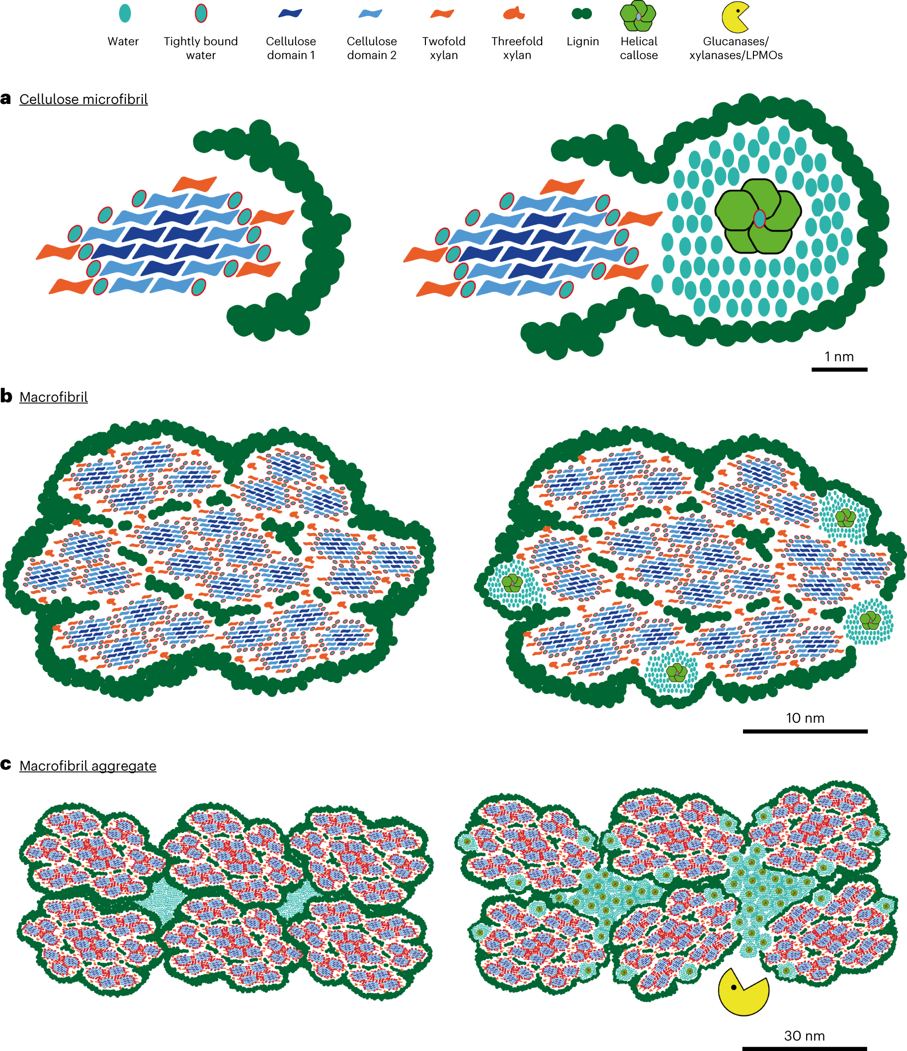 Fig. 5: Model of action for callose integration in lignocellulosic biomass.