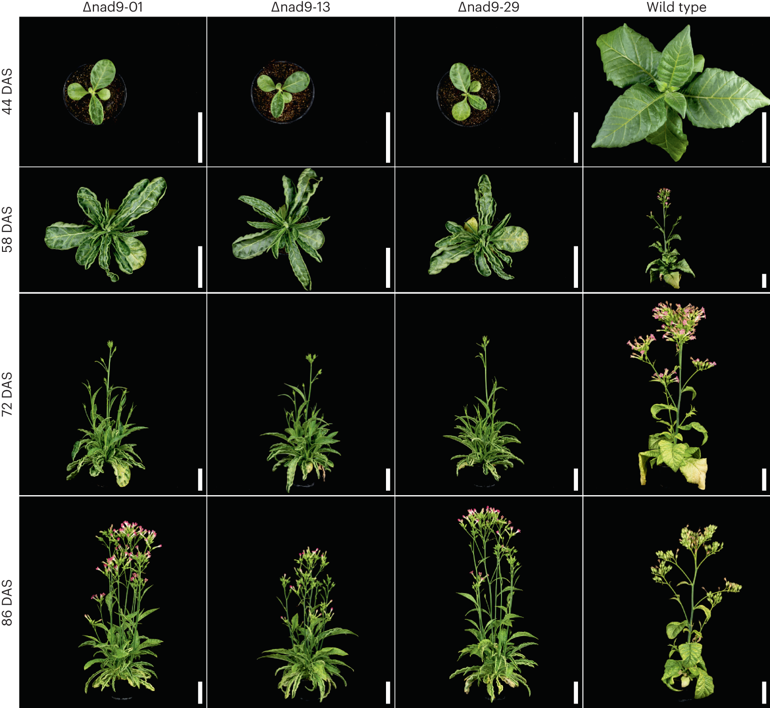 Fig. 3: Phenotype of selected nad9 deletion lines in comparison to the wild type.
