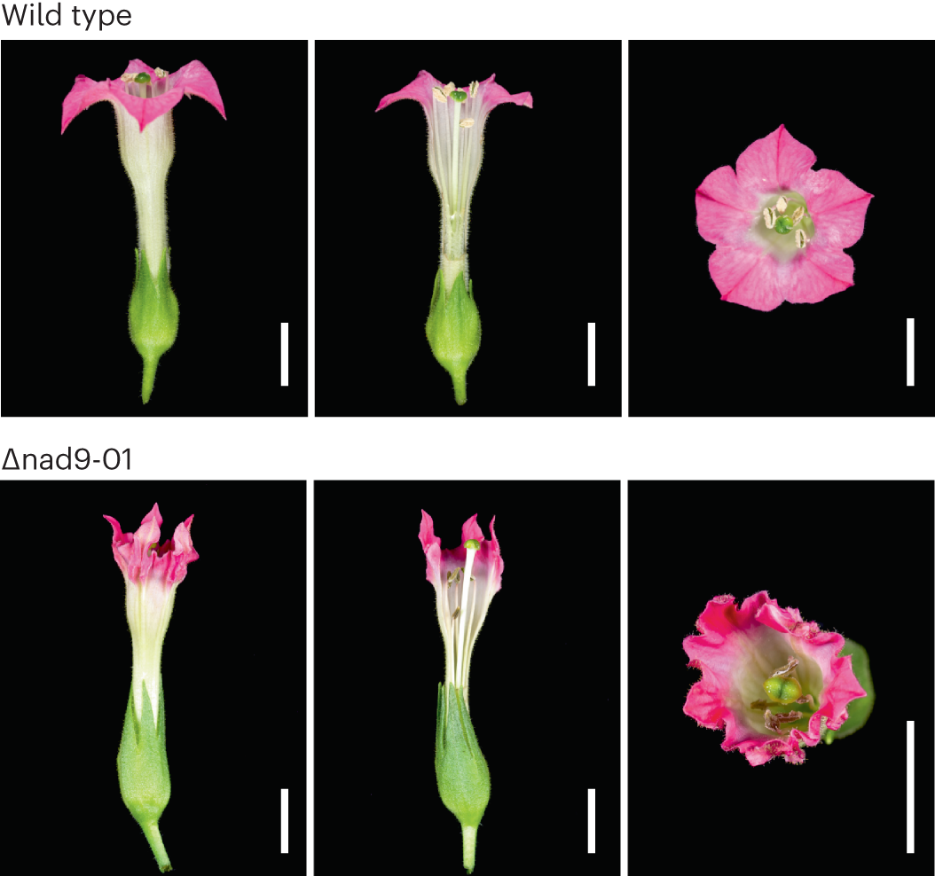Fig. 4: Typical flower phenotype of nad9 knockout plants.