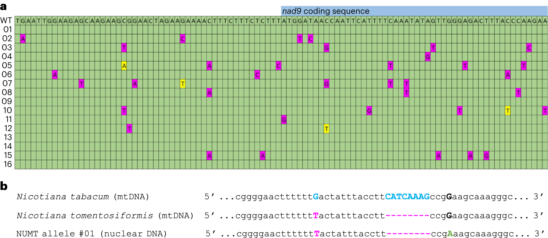Fig. 6: Abundant presence of promiscuous nad9 copies in the nucleus (NUMTs).