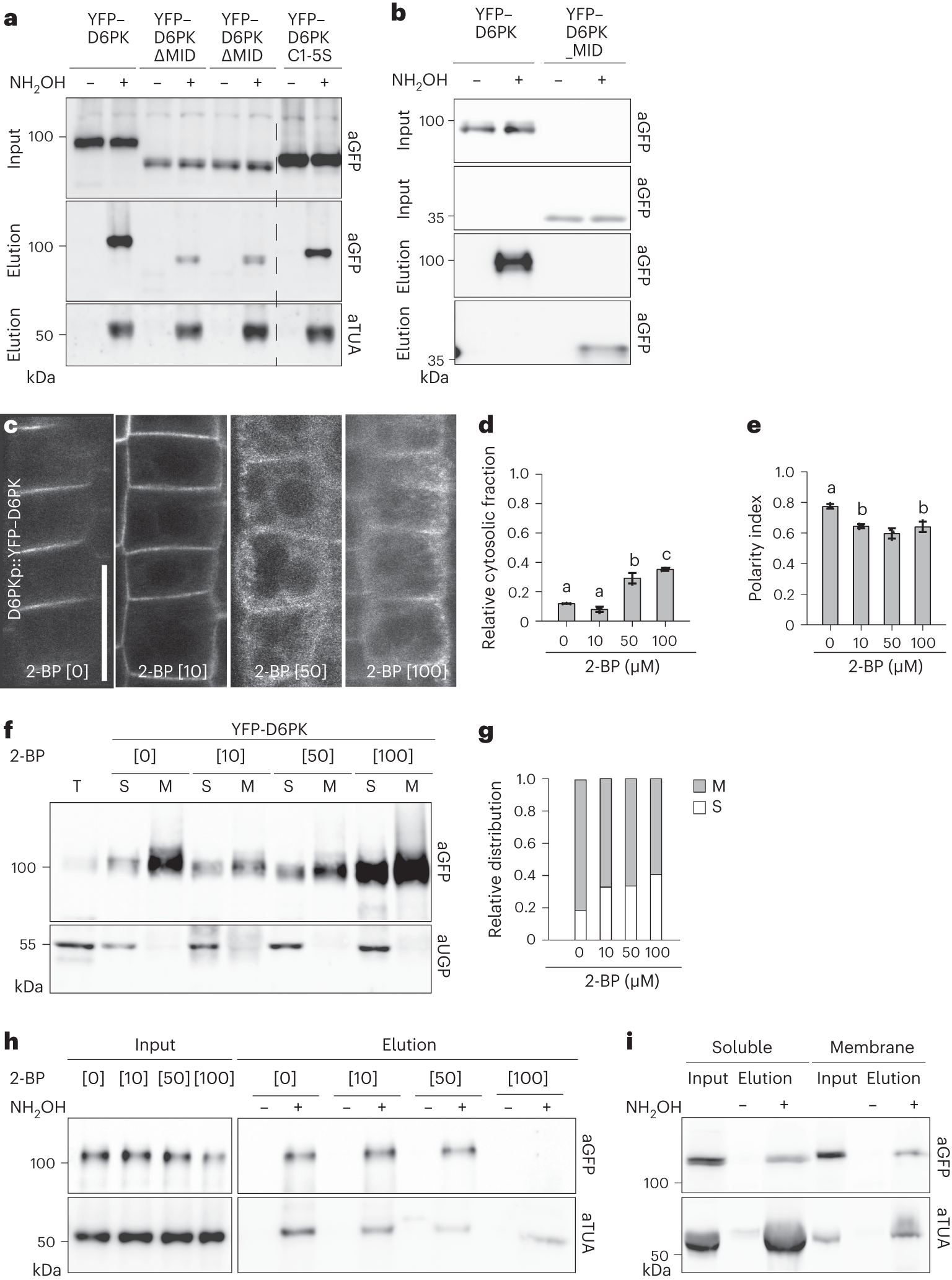 Fig. 3: D6PK is S-acylated inside and outside of the middle domain.