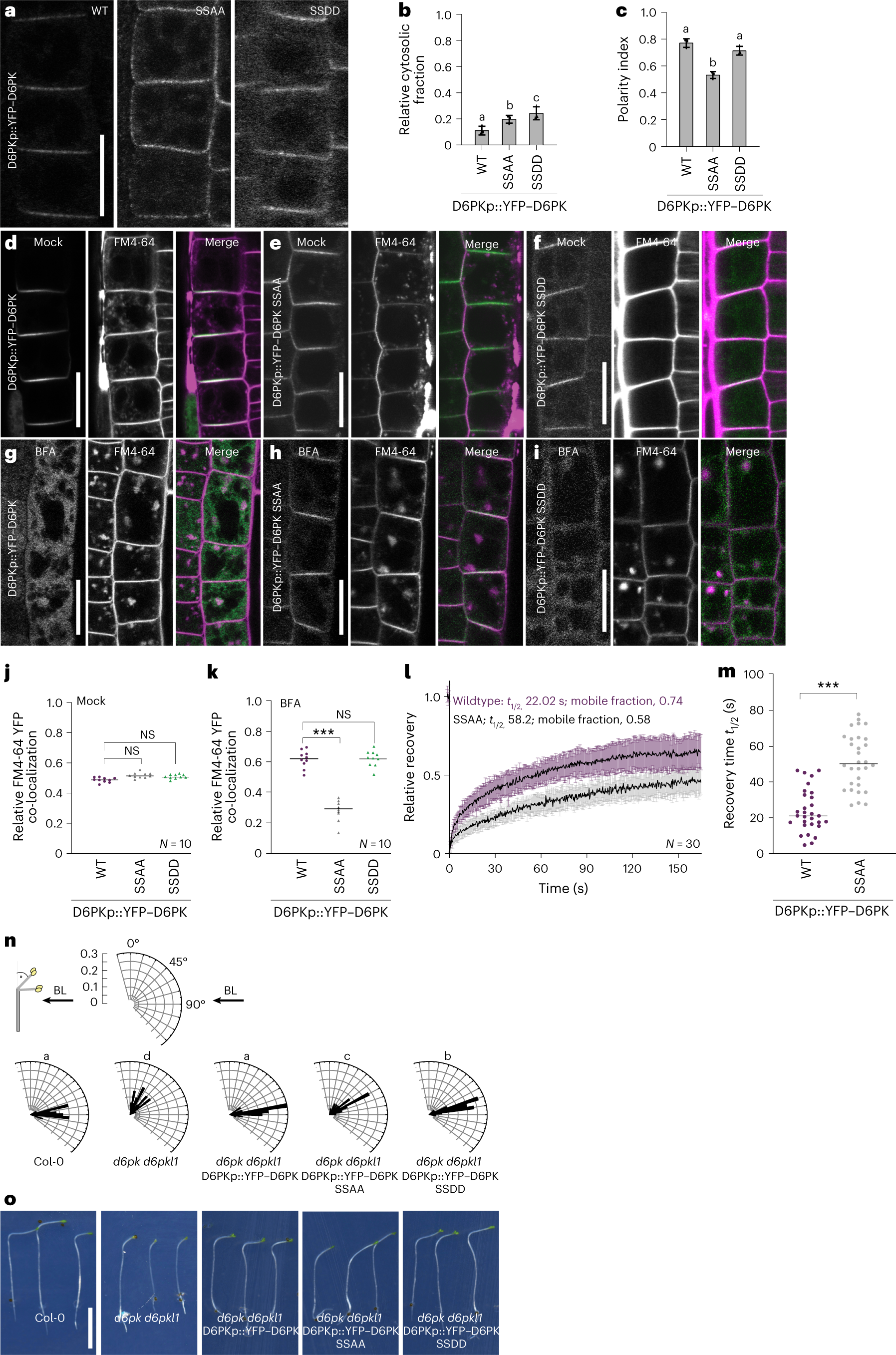 Fig. 4: D6PK S310/S311 are serine phosphosites required for YFP–D6PK trafficking and polarity.