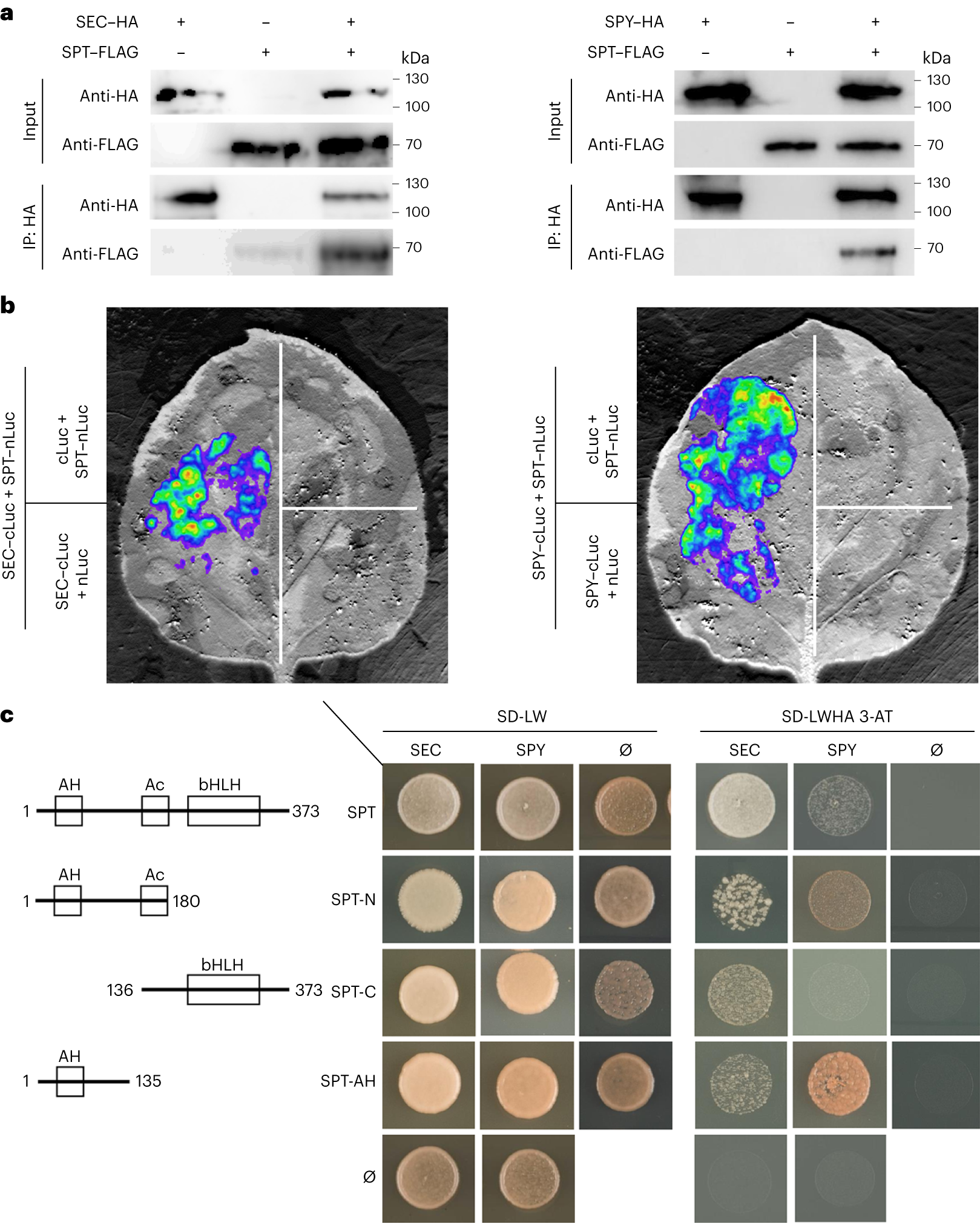 Fig. 2: SPT directly interacts with SEC and SPY.