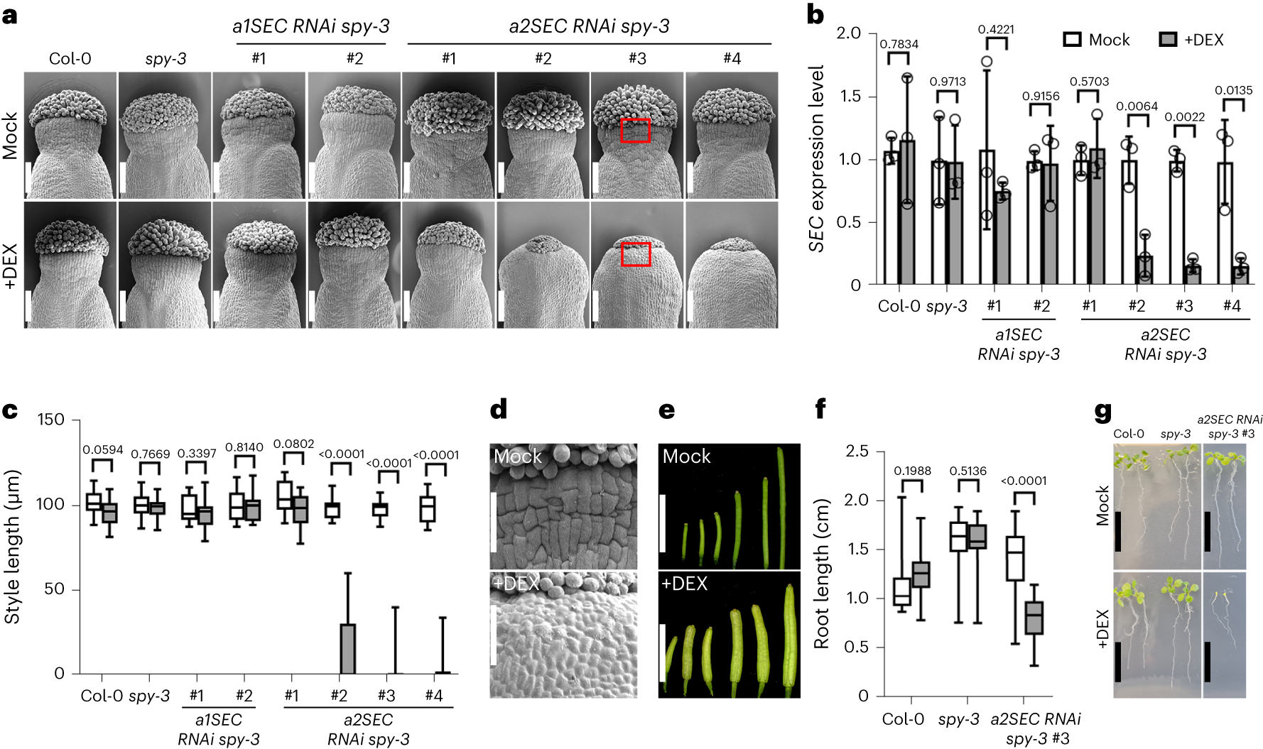 Fig. 3: Loss of SEC function in a spy mutant background affects both vegetative and reproductive development.