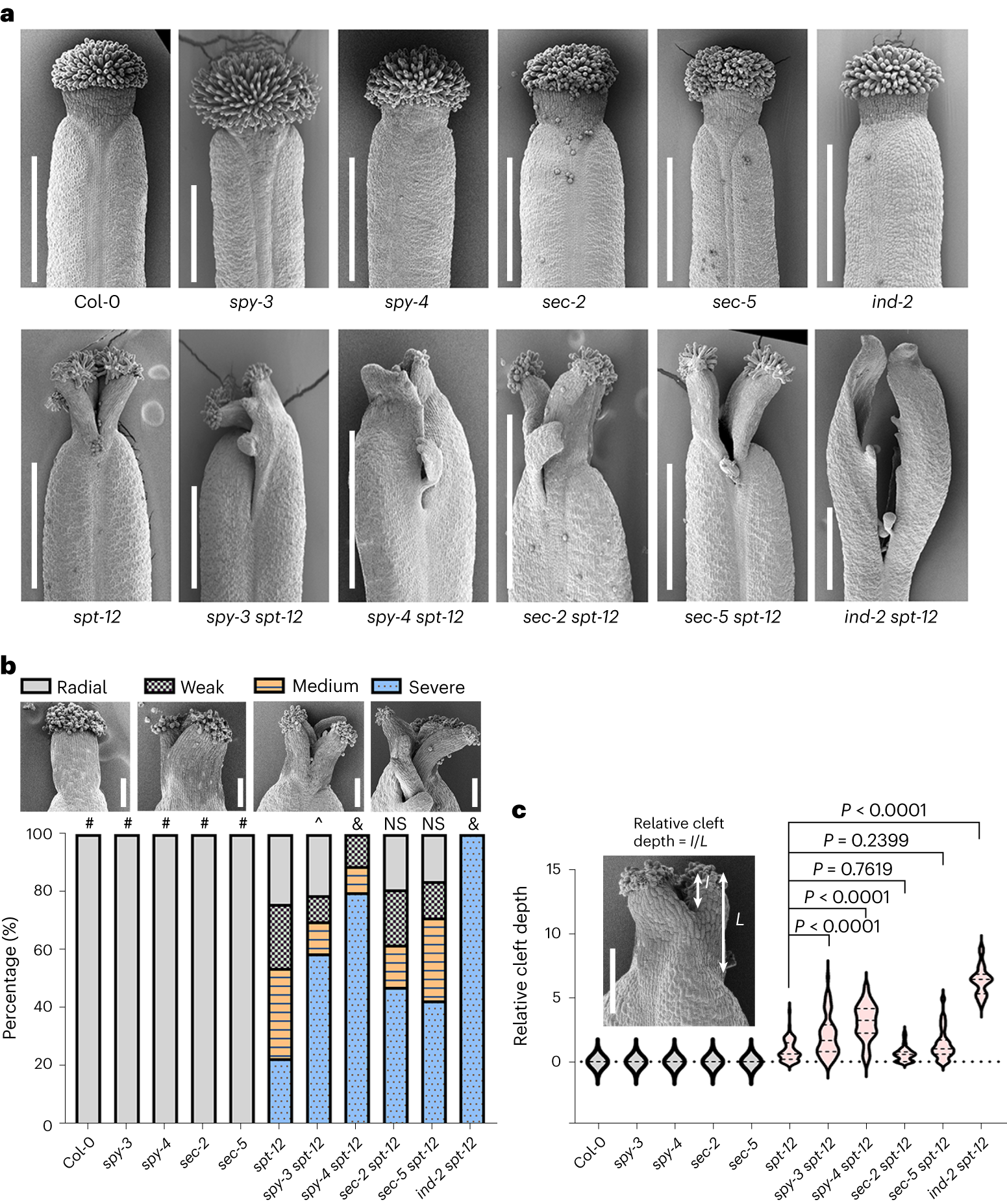 Fig. 4: The symmetry-breaking phenotype of the spt-12 mutant style is epistatic to both sec and spy mutations.