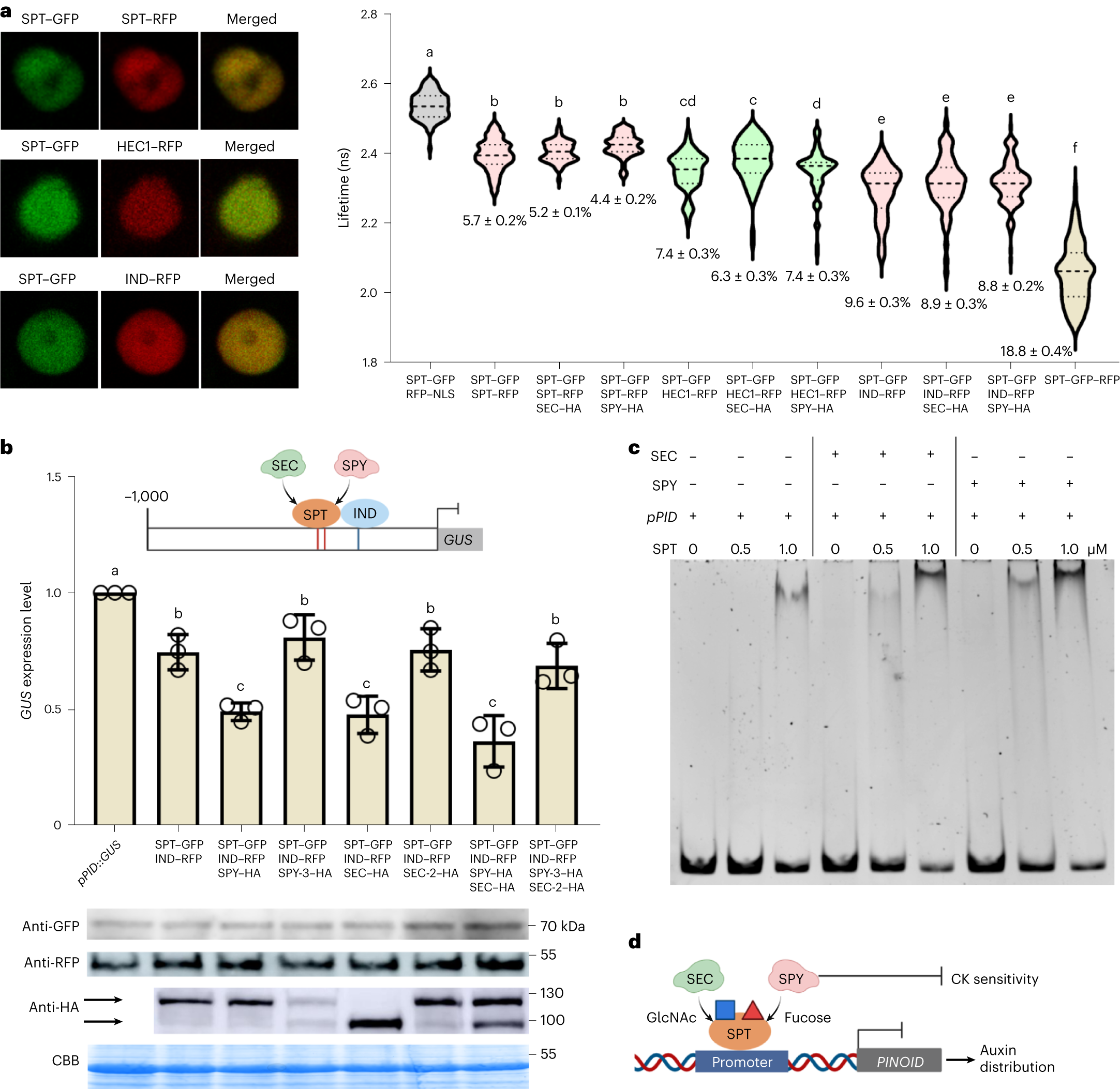 Fig. 6: SEC and SPY promote the SPT-mediated repression of PID transcription rather than its ability to form homo- and heterodimers.