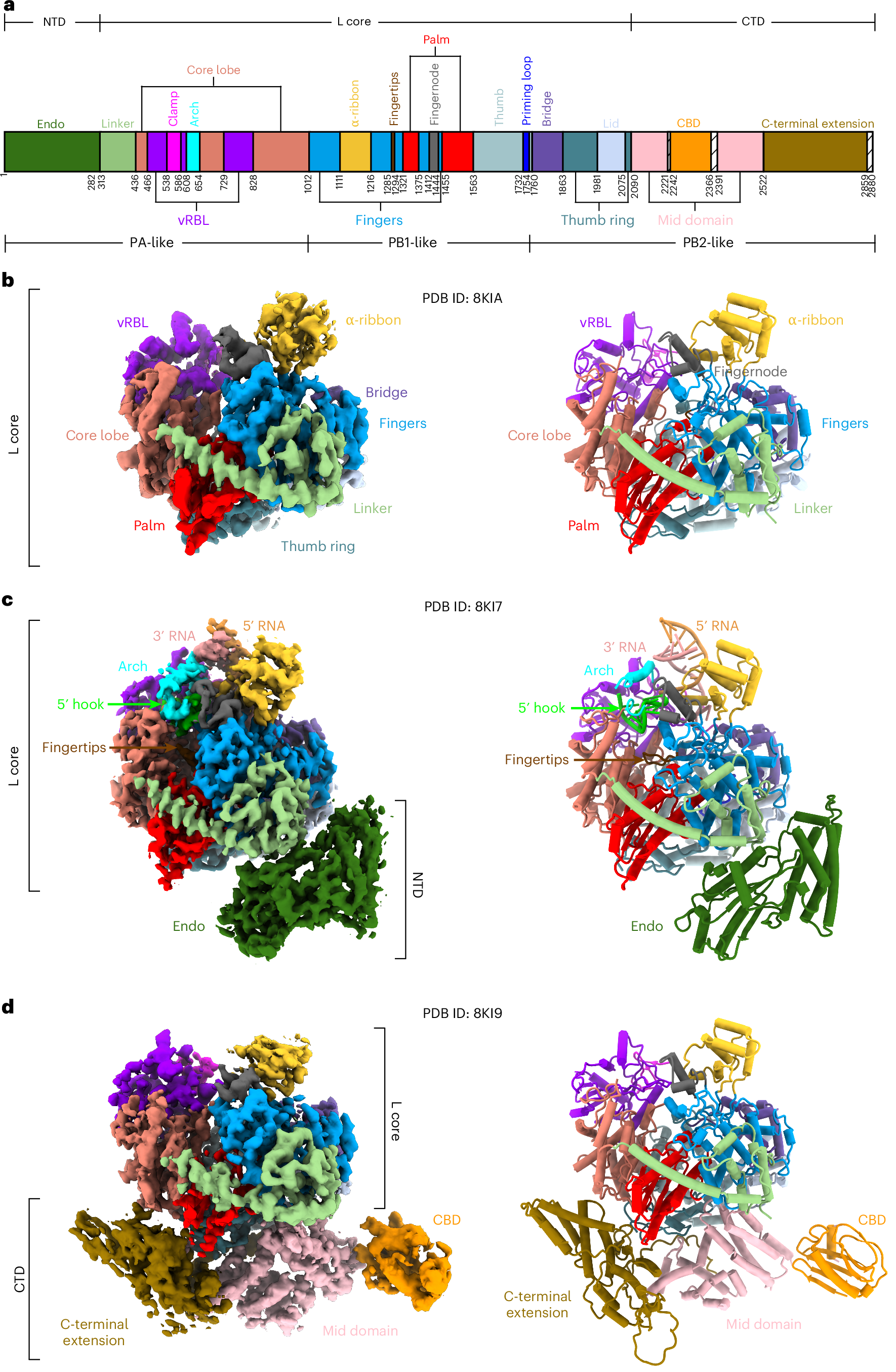 Structural basis for the activation of plant bunyavirus replication  machinery and its dual-targeted inhibition by ribavirin | Nature Plants