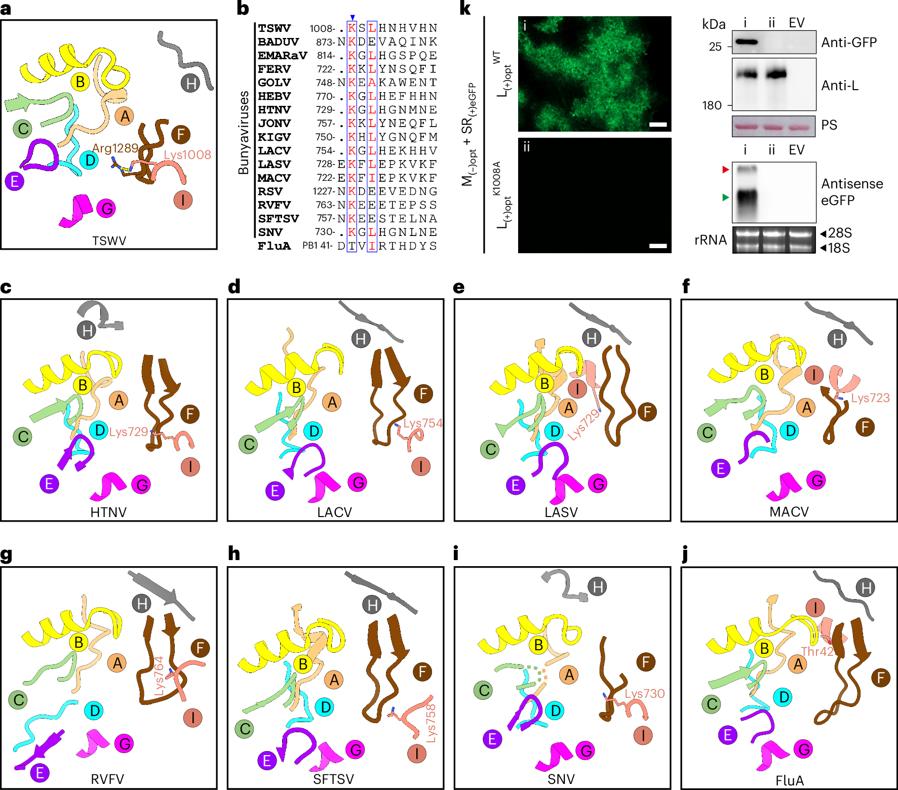 Fig. 3: Newly identified conserved motif I in sNSV polymerases.