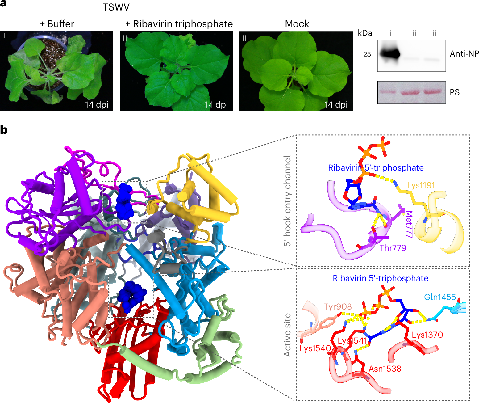 Fig. 5: The inhibition of TSWV L by ribavirin triphosphate.