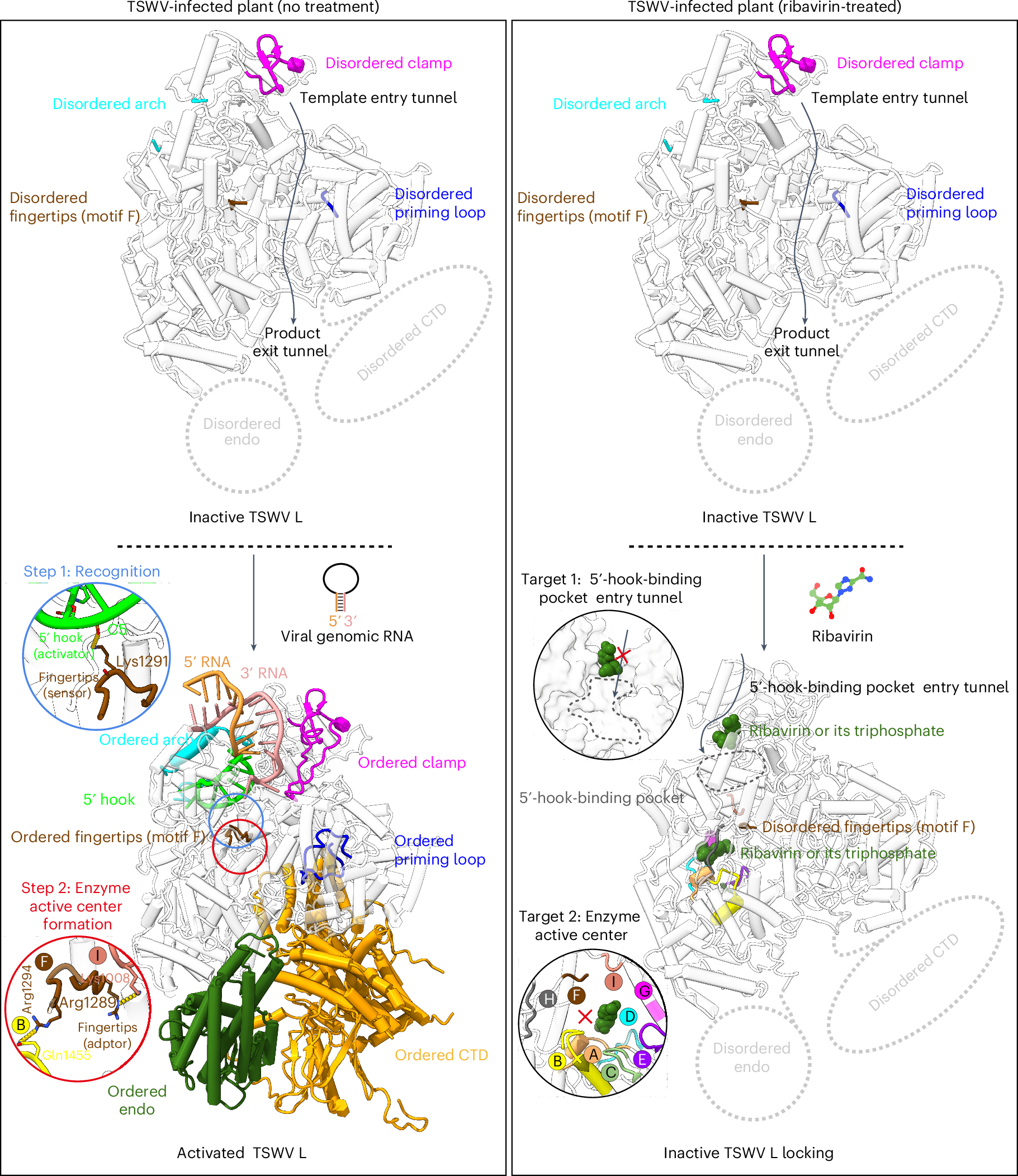 Fig. 6: Structure-based model of TSWV L activation and its dual-targeted inhibition mechanisms.