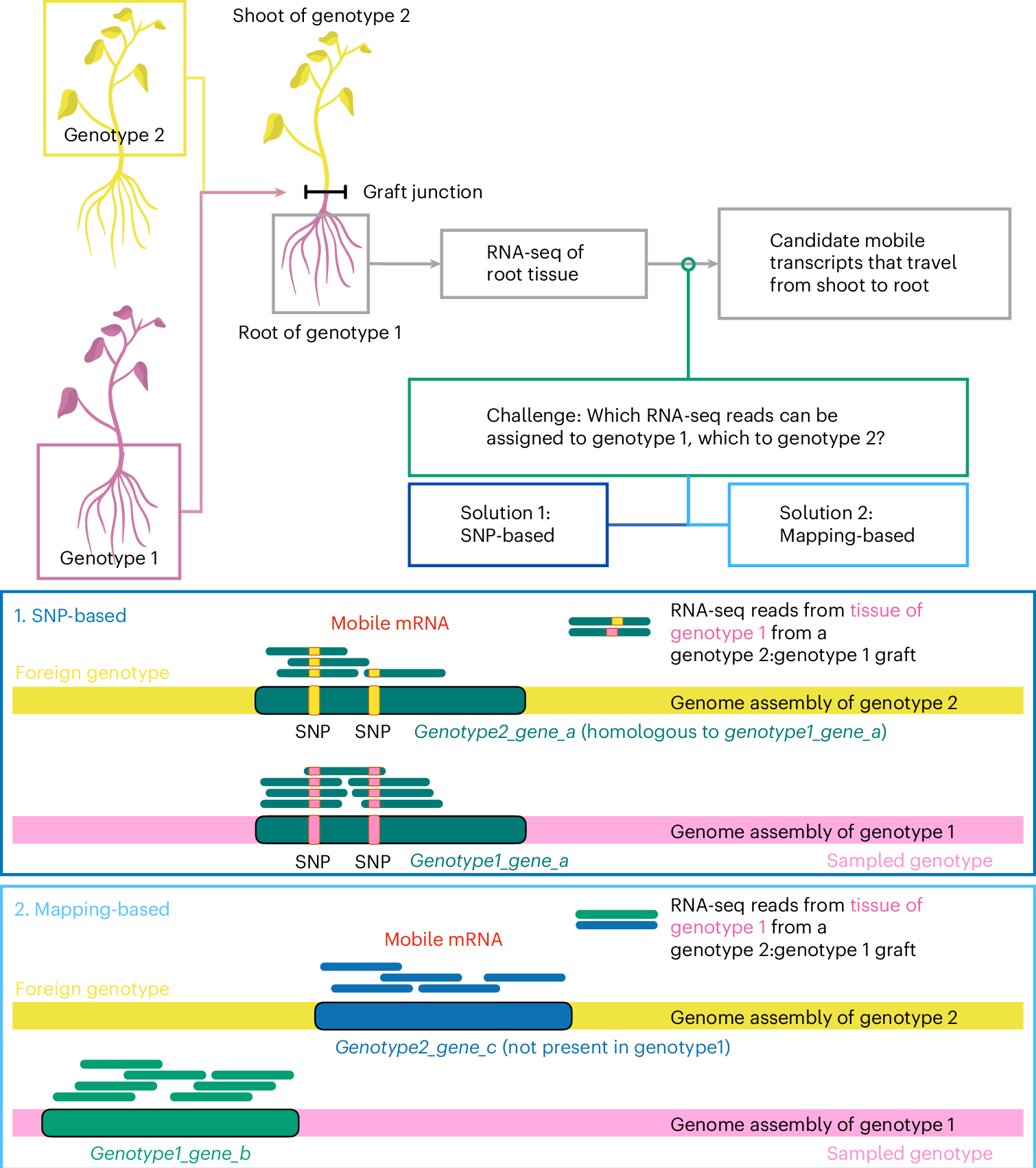 Fig. 1: Grafting coupled with RNA-seq to identify transcripts that move from tissue of one genotype/species/ecotype/cultivar into tissue of another across the graft junction.