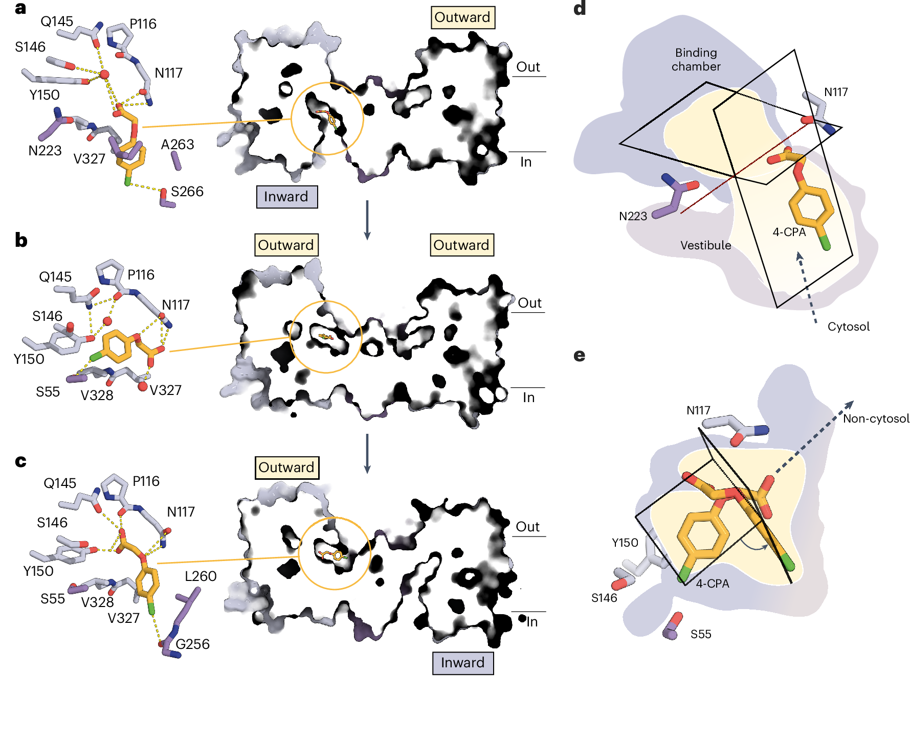 Fig. 3: 4-CPA structure and transport cycle.