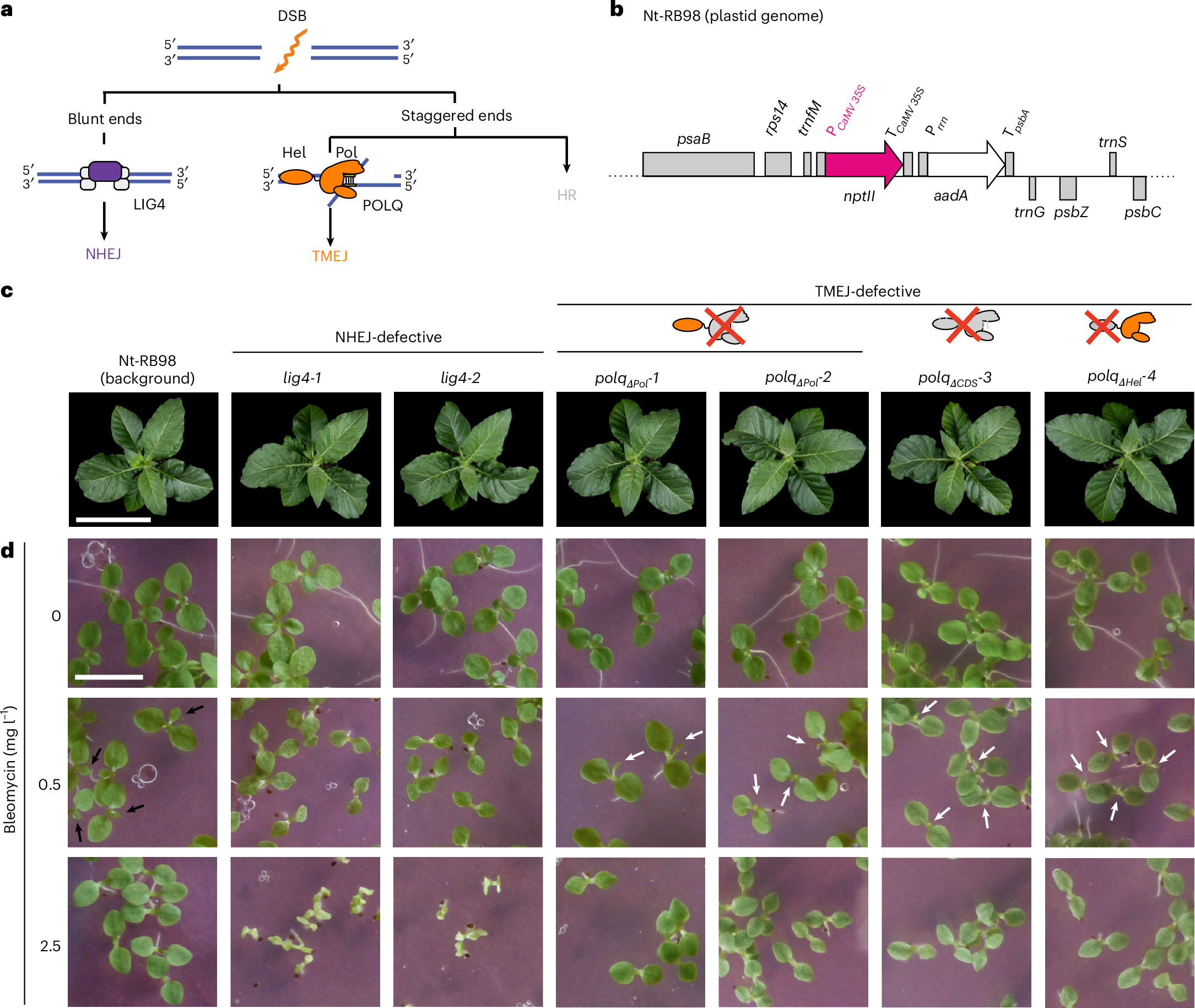 迅速なDNA修復がゲノムの安定を維持(Rapid DNA repair keeps genome stable)