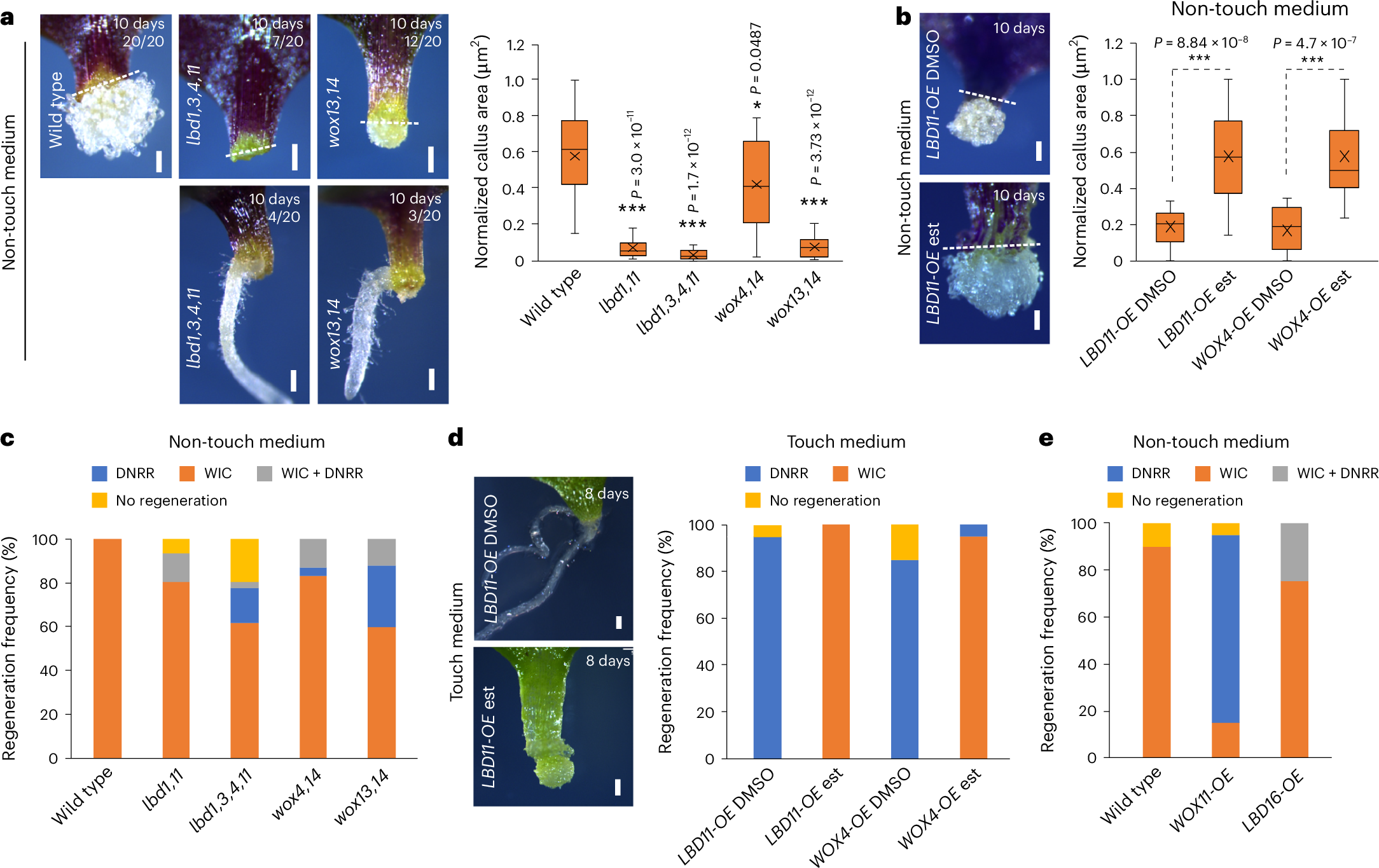 Fig. 2: WIC inhibits root regeneration.