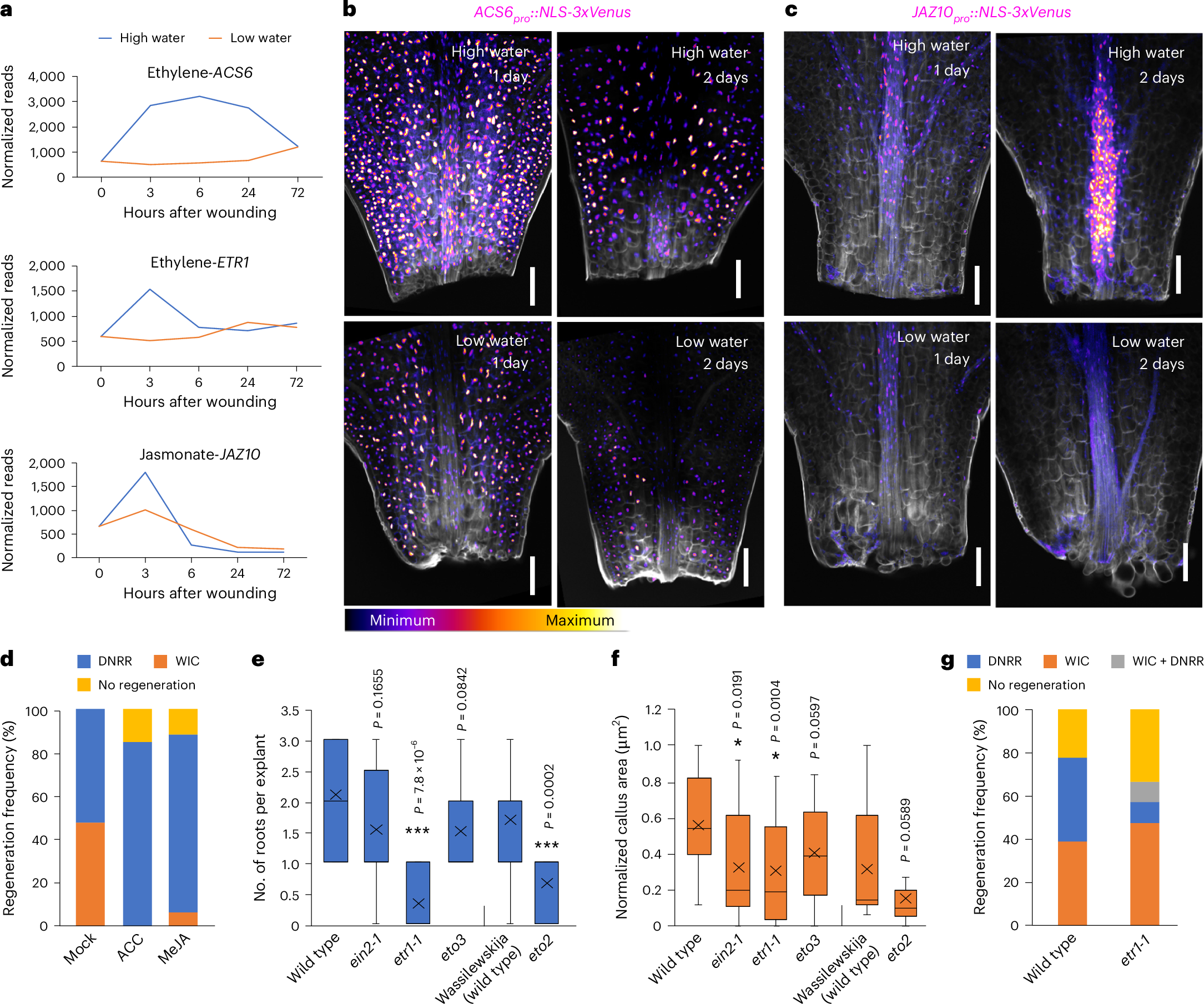 Fig. 4: Water availability regulates stress hormones.