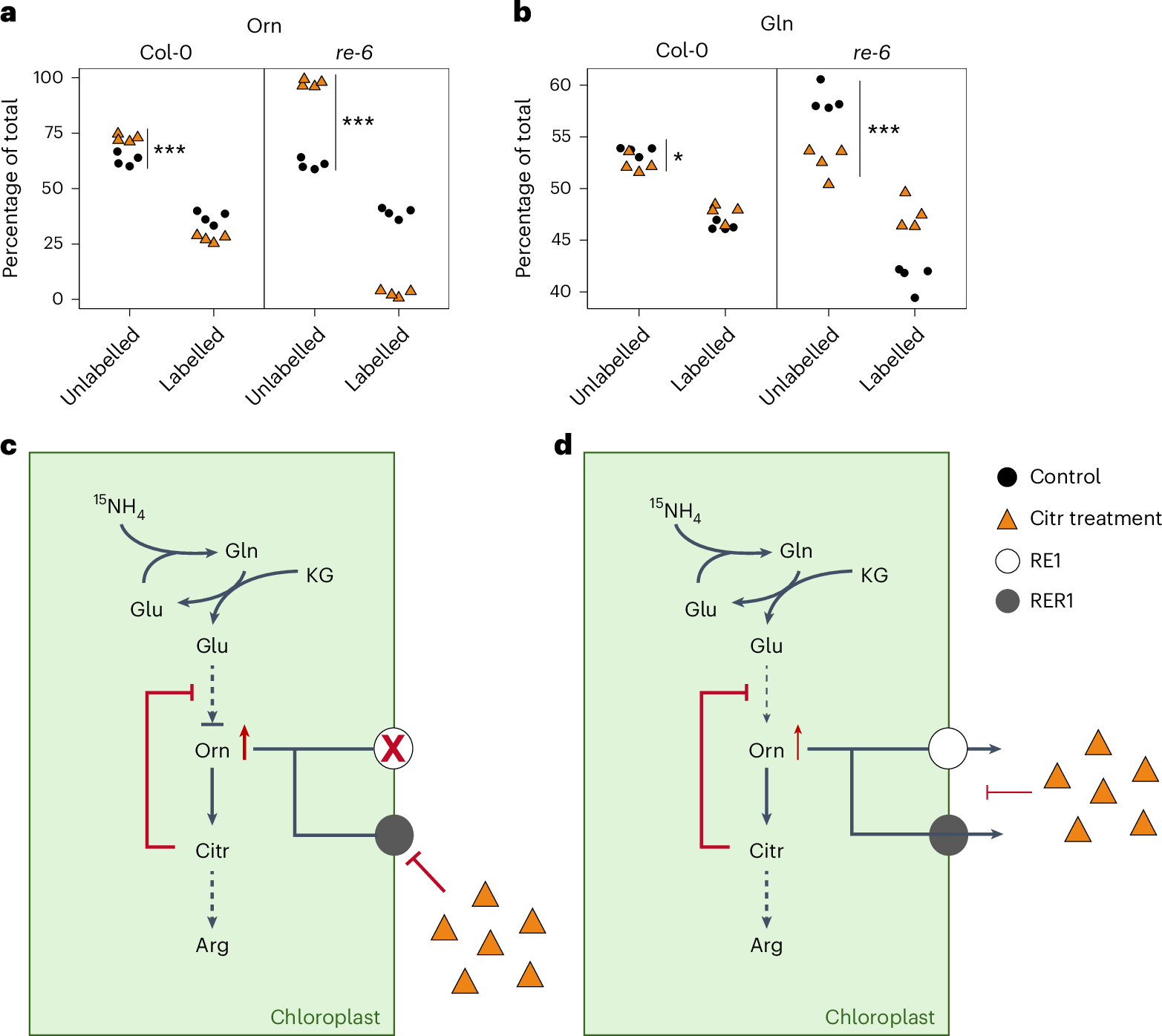 Fig. 6: De novo amino acid biosynthesis is affected in the wild-type and the re-6 mutant after Citr treatment.