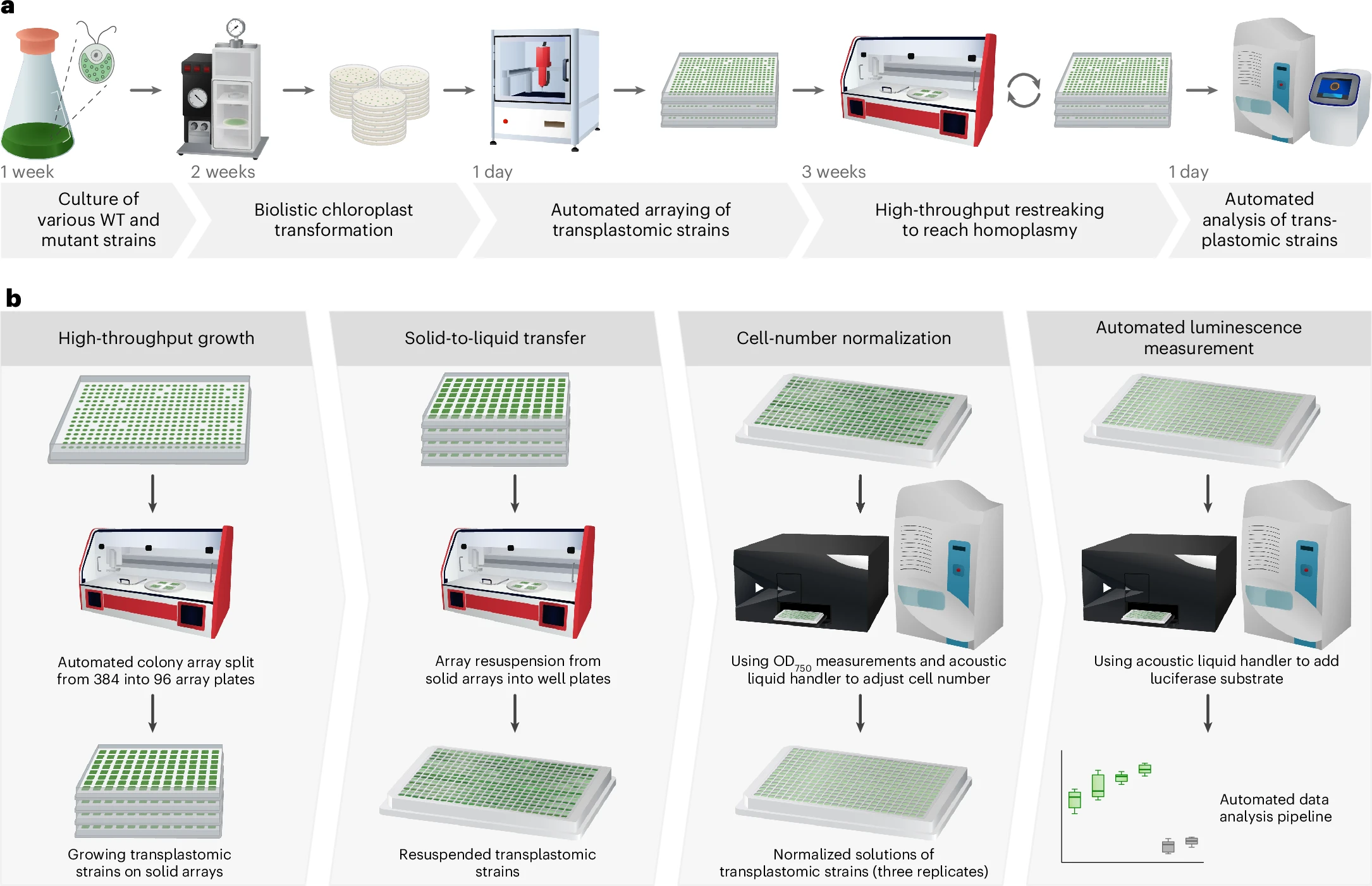 Advancing chloroplast synthetic biology through high-throughput plastome engineering of<i>Chlamydomonas reinhardtii</i>